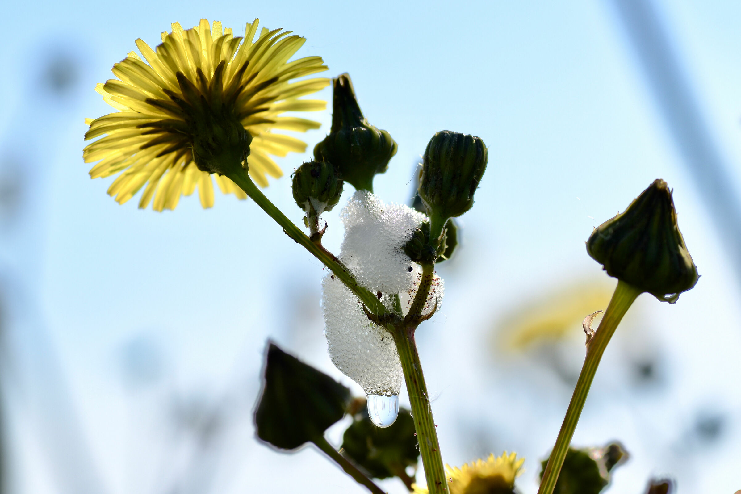 Fiore toscano dedicato a Raimondo