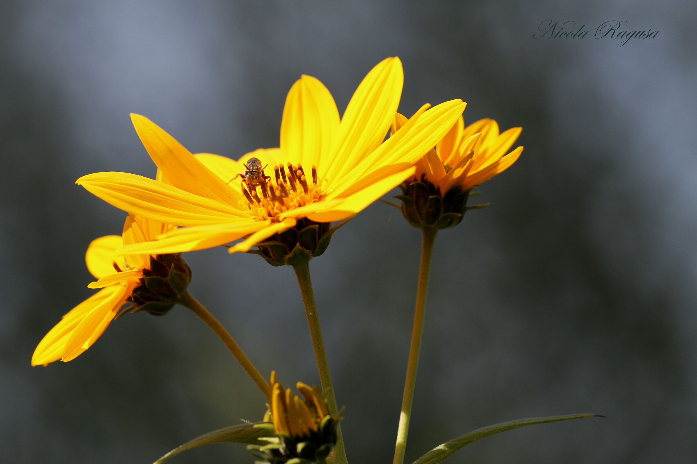 Helianthus tuberosus