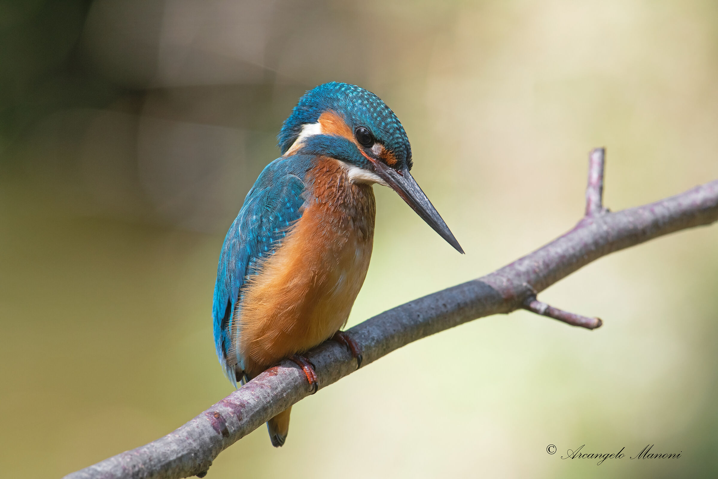 Lights of the limelight for the martin