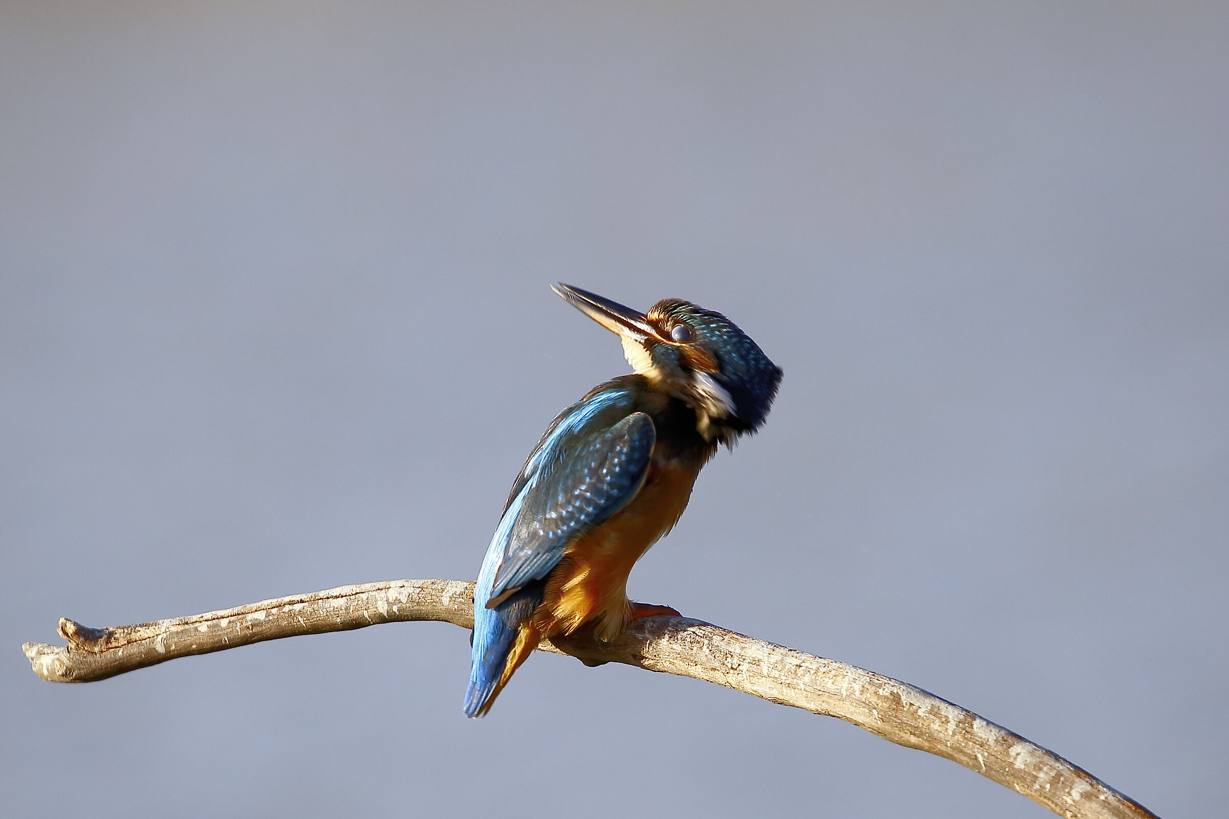 What's the weather today?