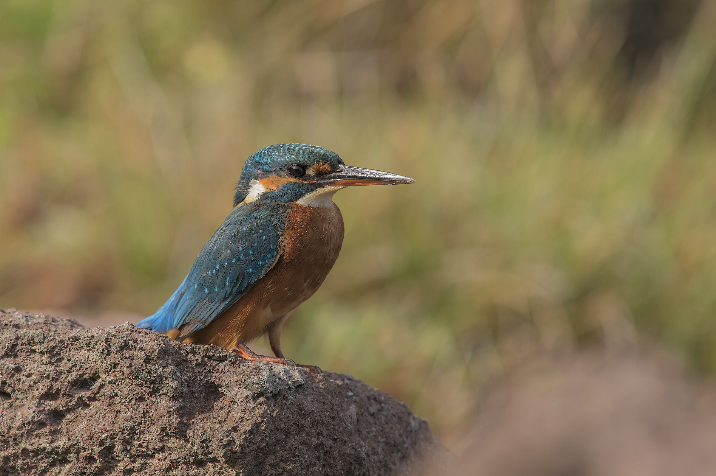 Kingfisher