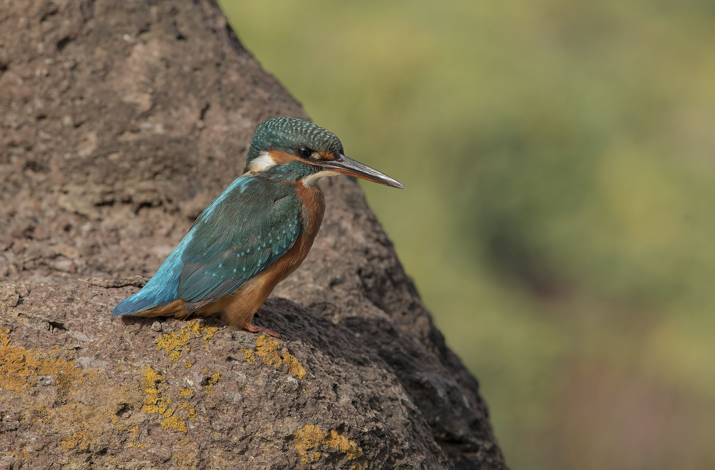 Kingfisher