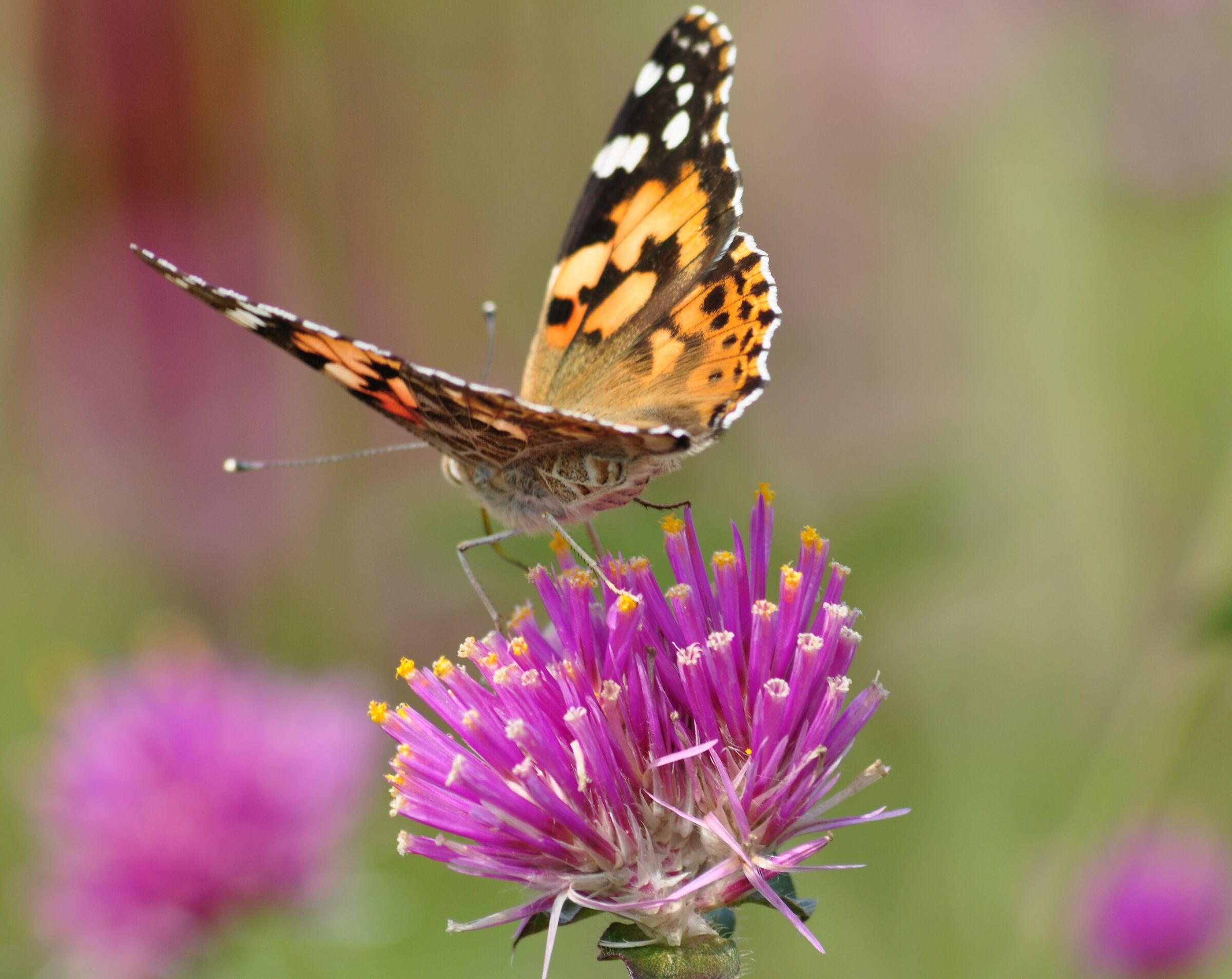 Villa Pallavicino incontri ravvicinati..su un fiore
