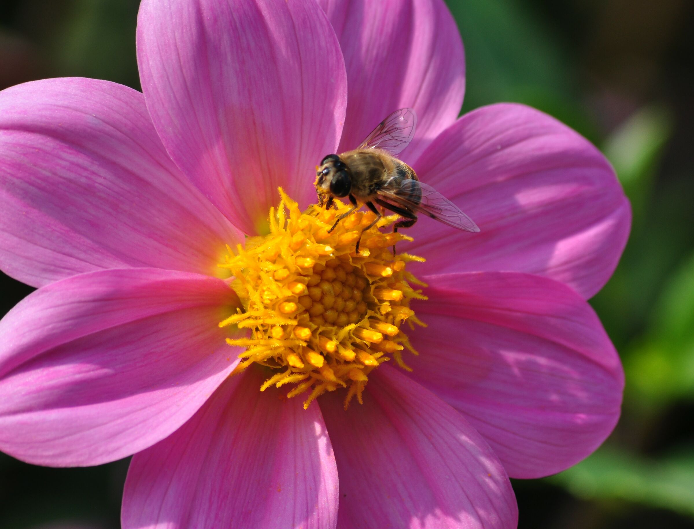 Villa Pallavicino inside a flower