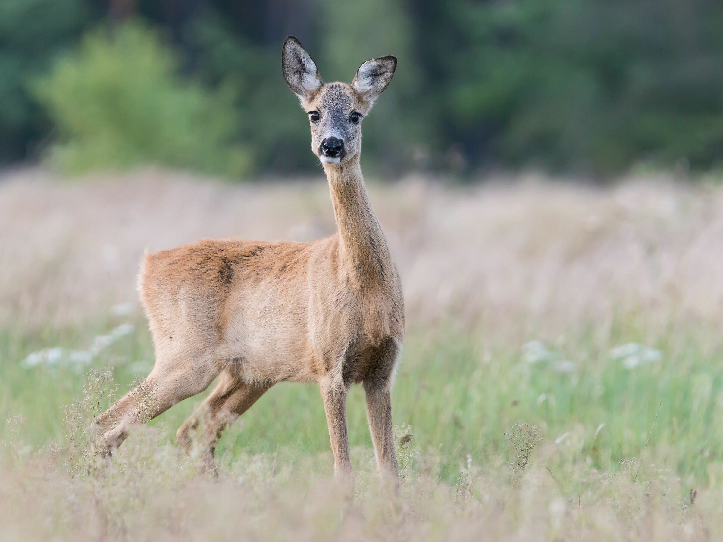 Roe deer (Capreolus capreolus)