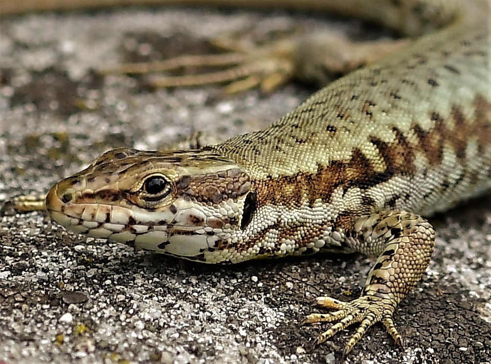 Portrait of a Lizard