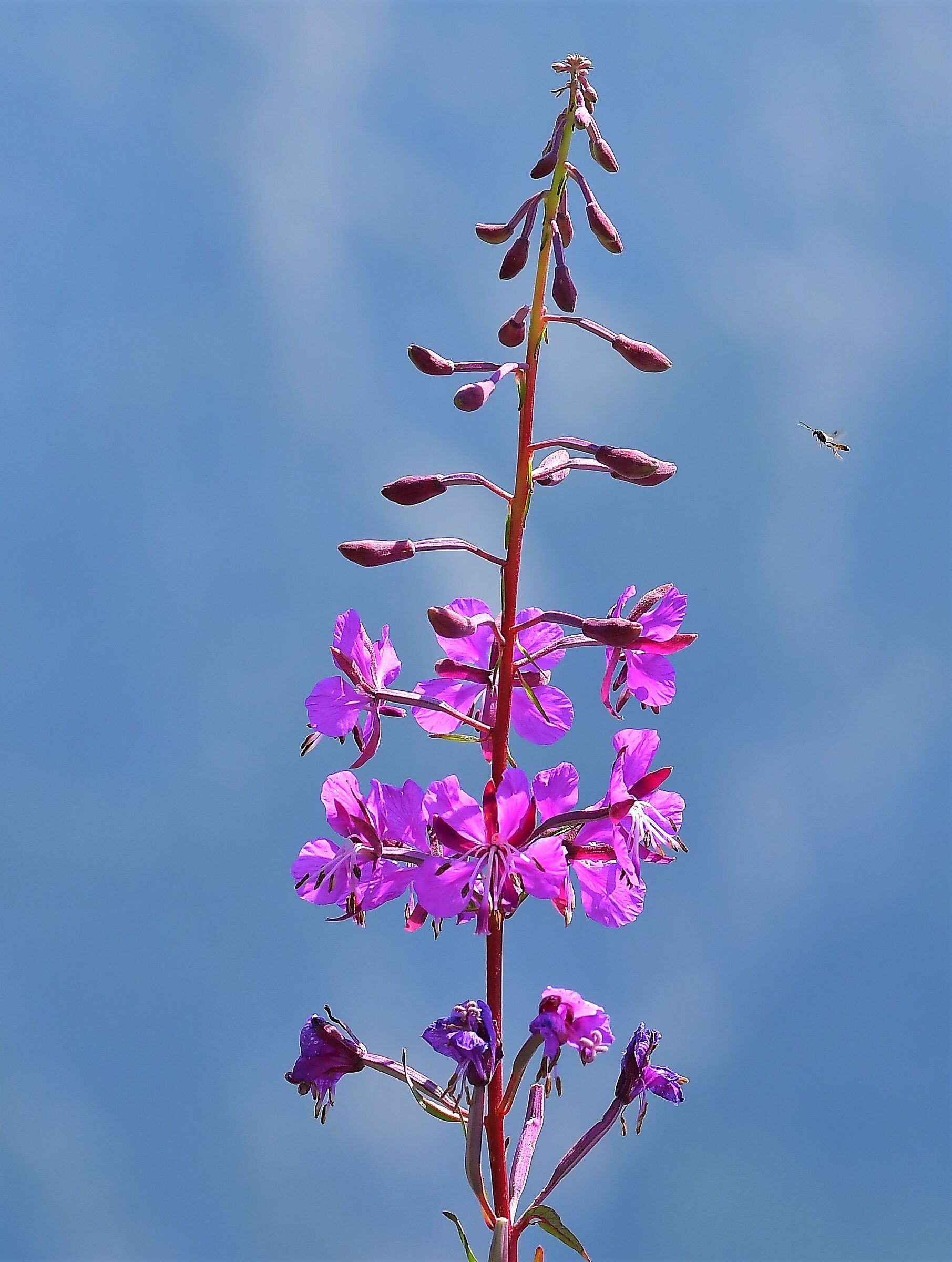 Mountain flower with wasp