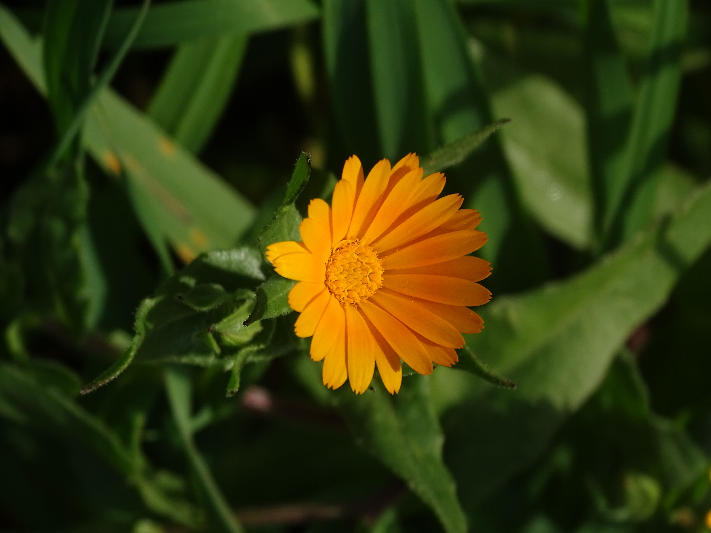Calendula...