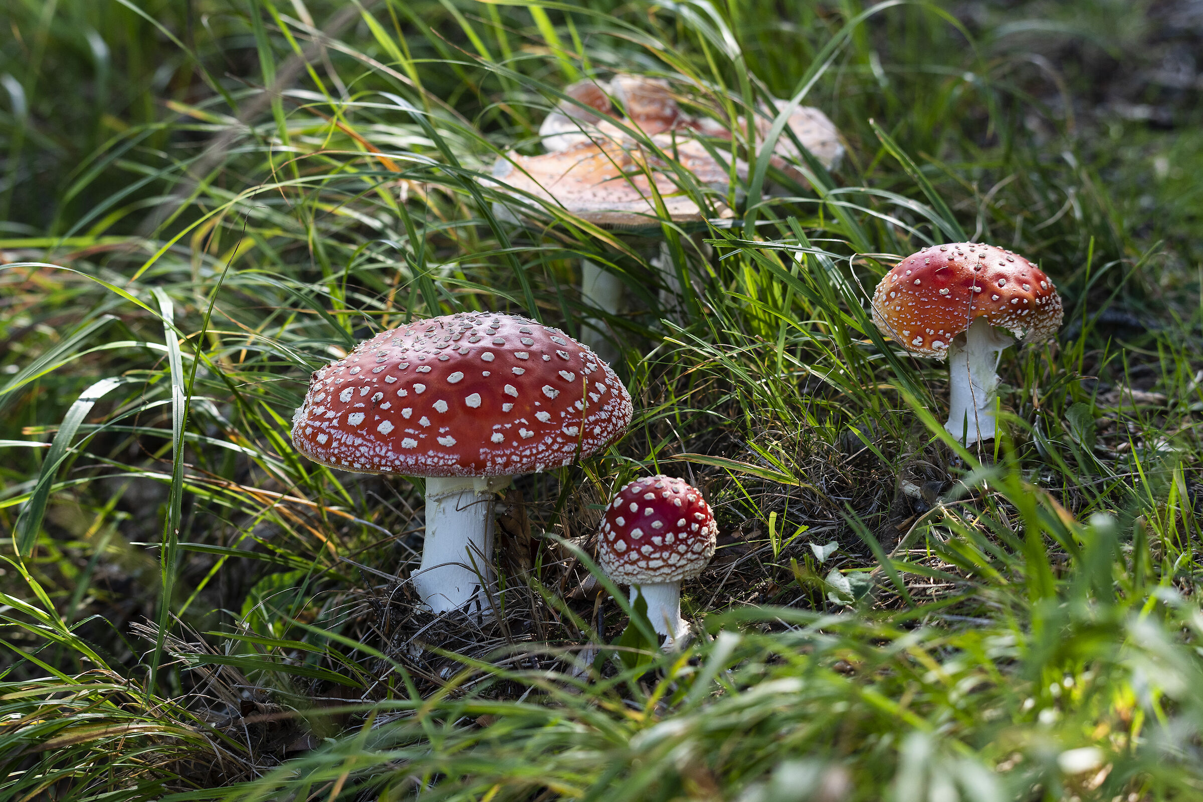 Colorful and poisonous fubghetti