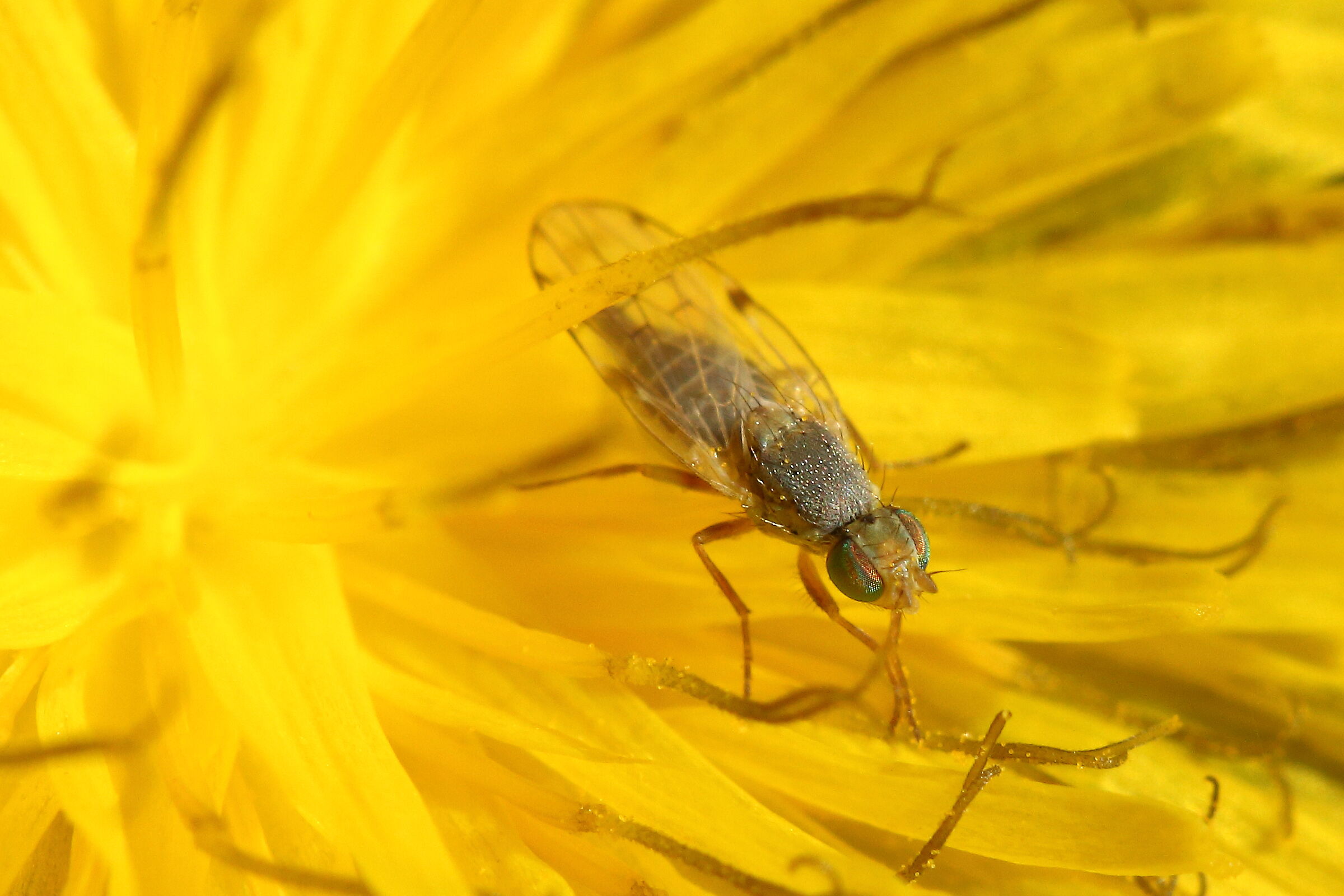 Un Tephritidae, forse Ensina sonchi