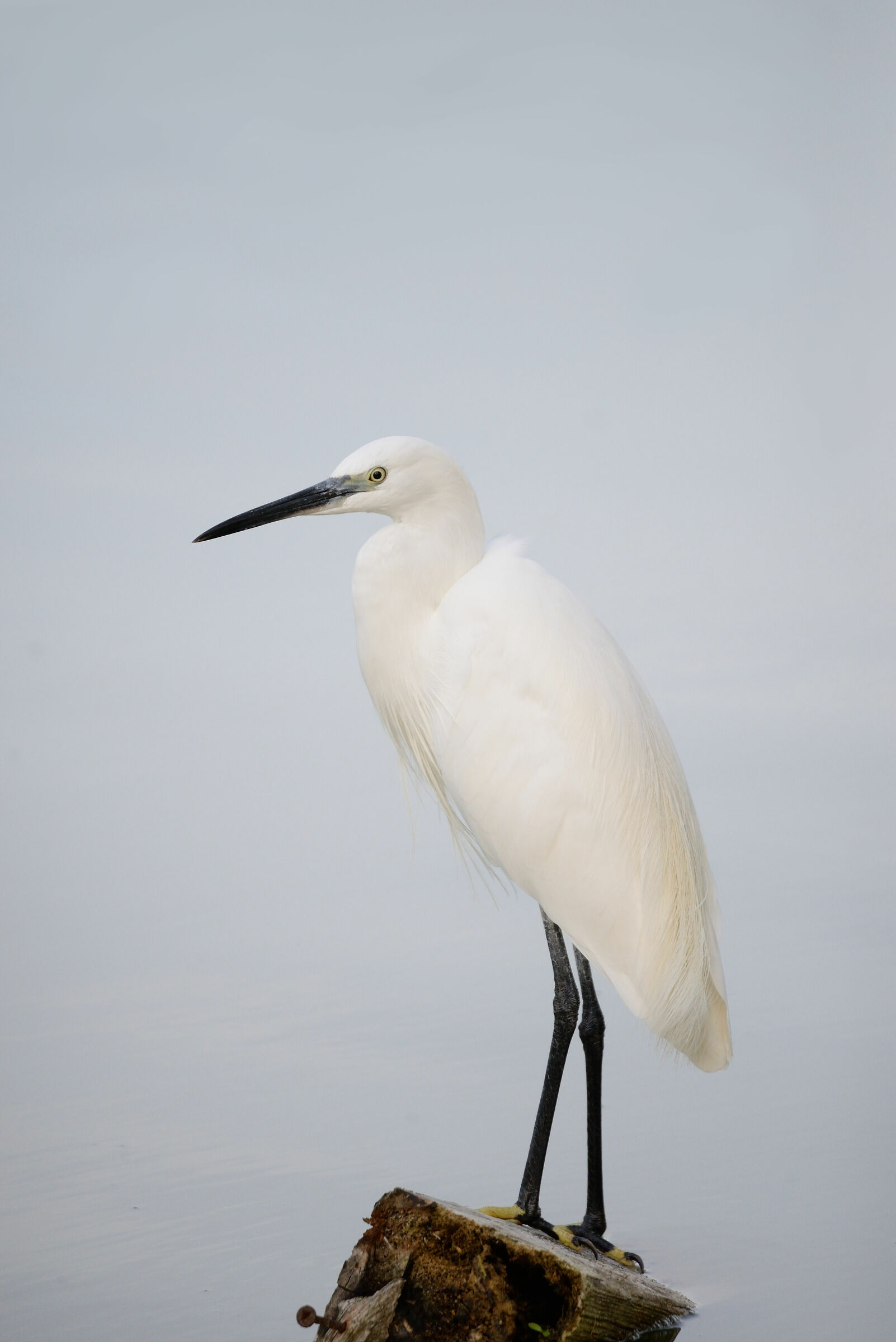 Egretta Garzetta