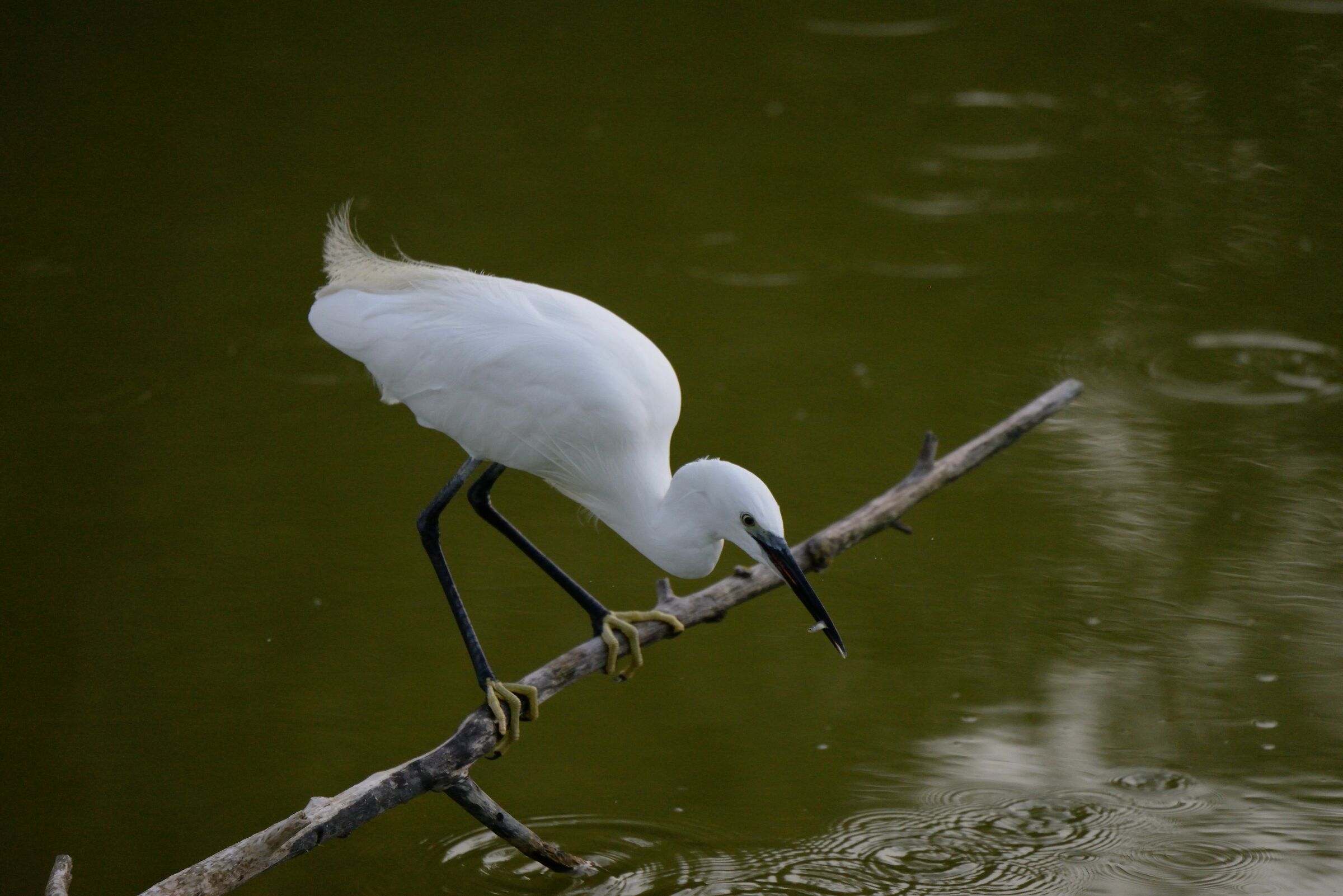 Egretta Garzetta Fish