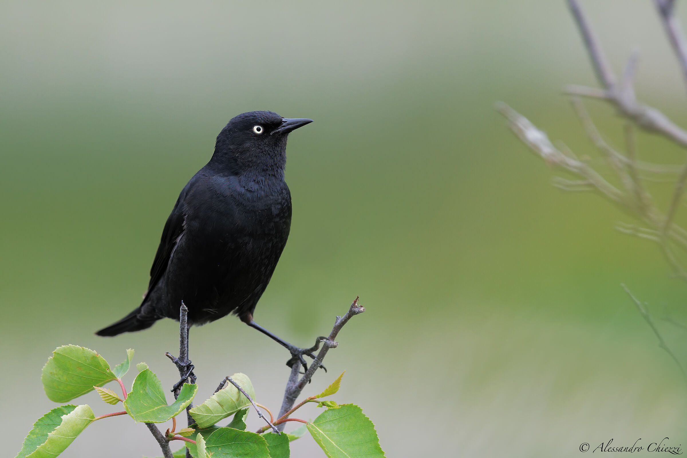 Gracchio della Carolina