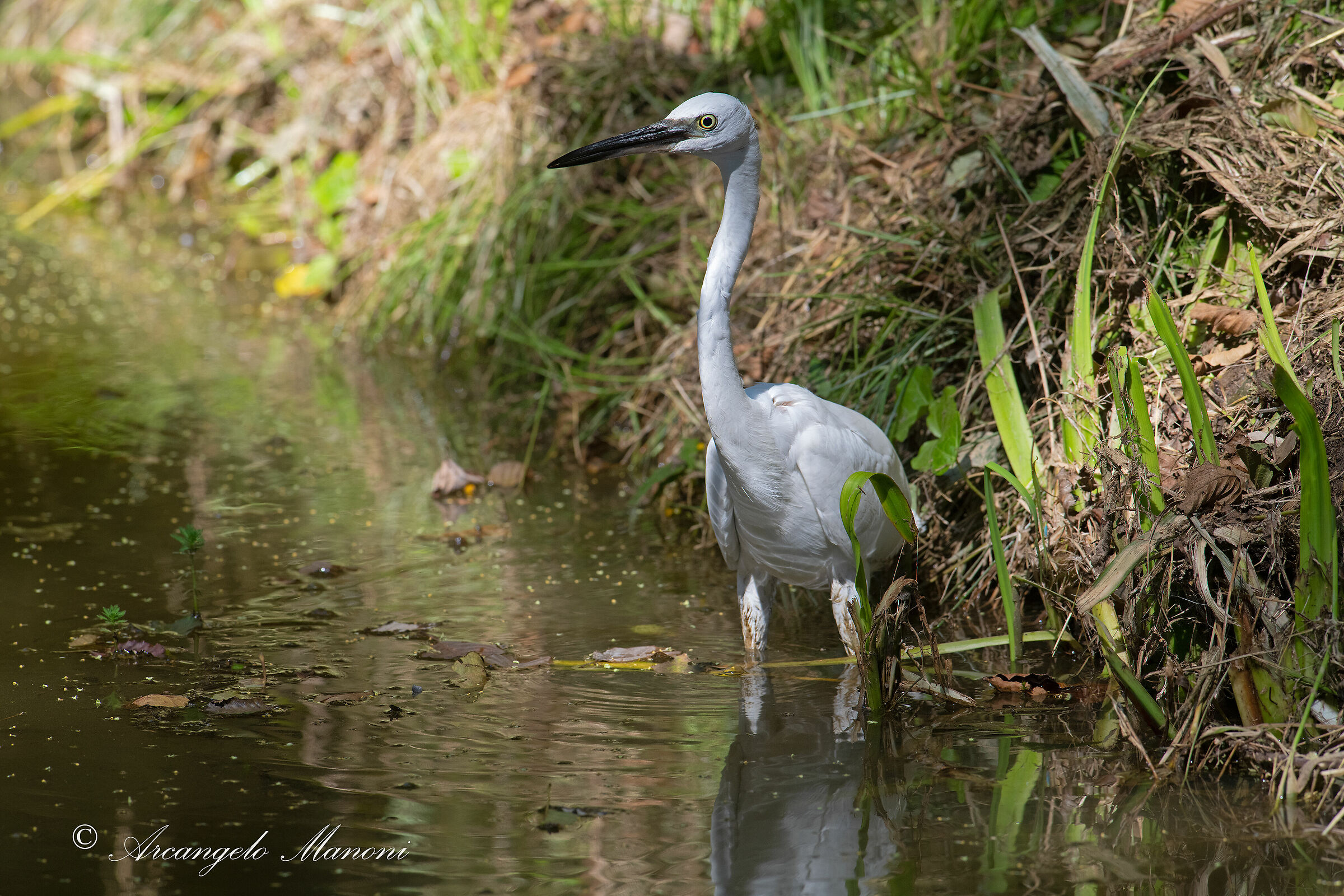 Young heron