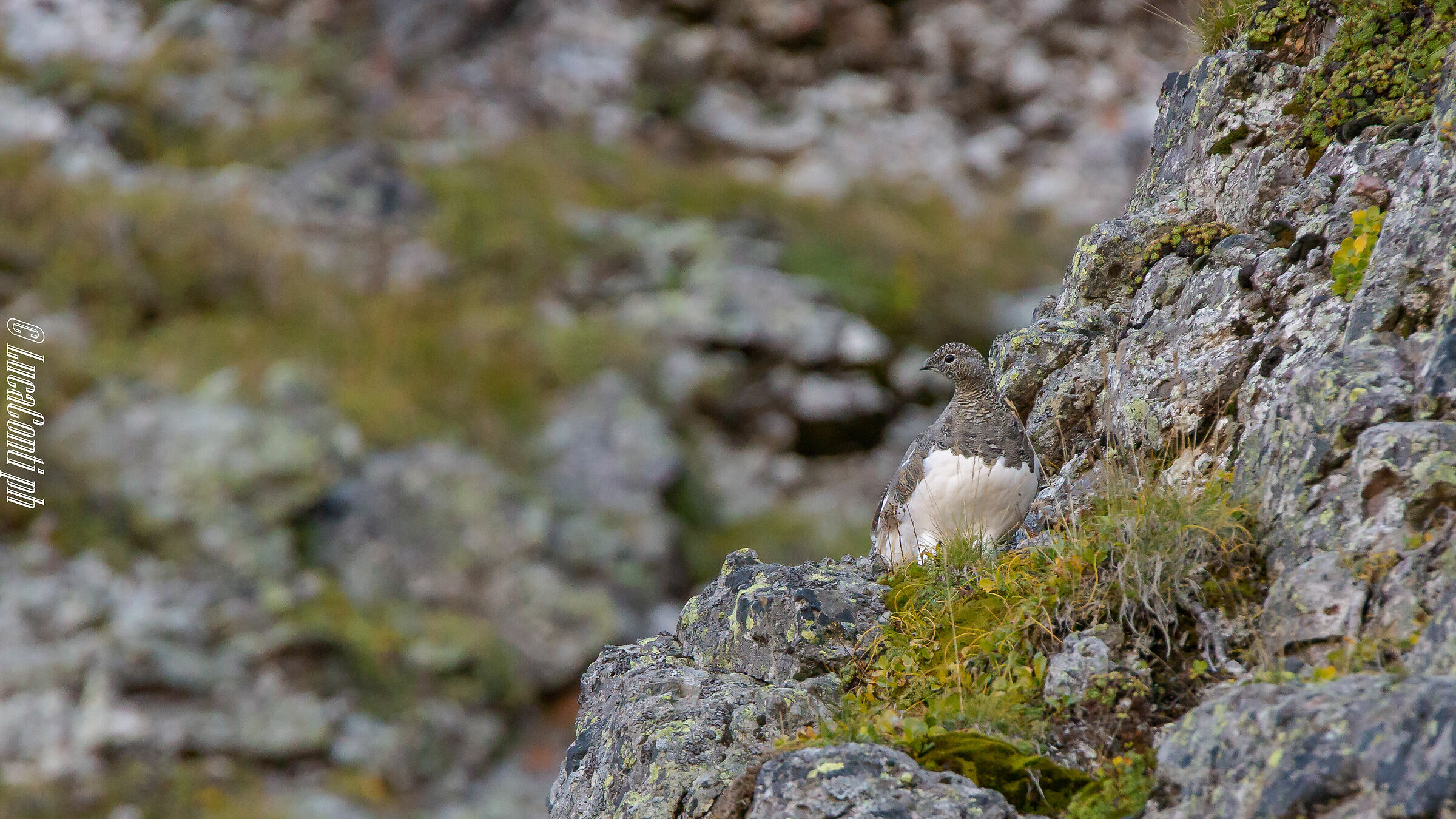 Pernice Bianca (Valsassina)