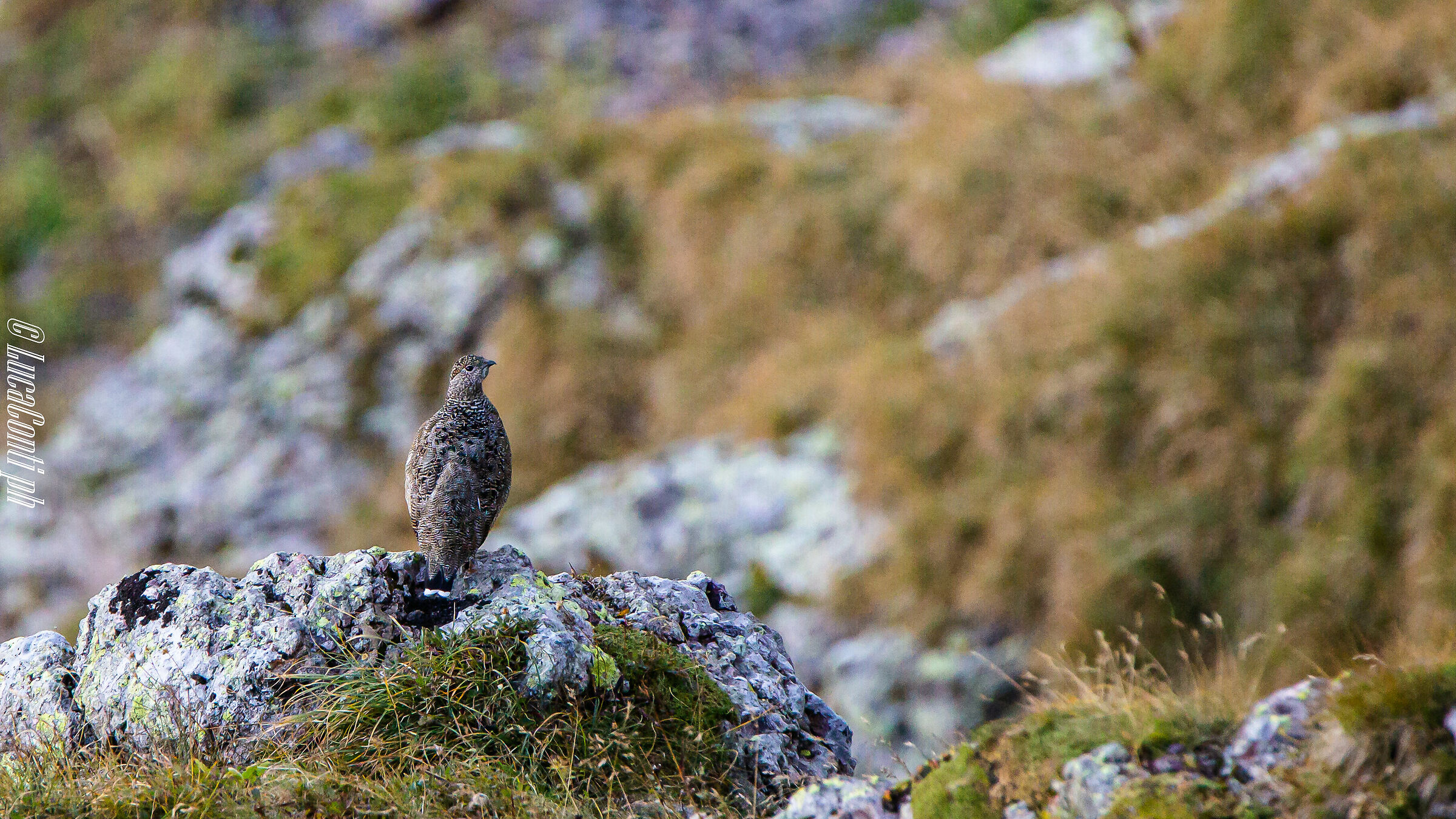 Pernice Bianca (Valsassina)