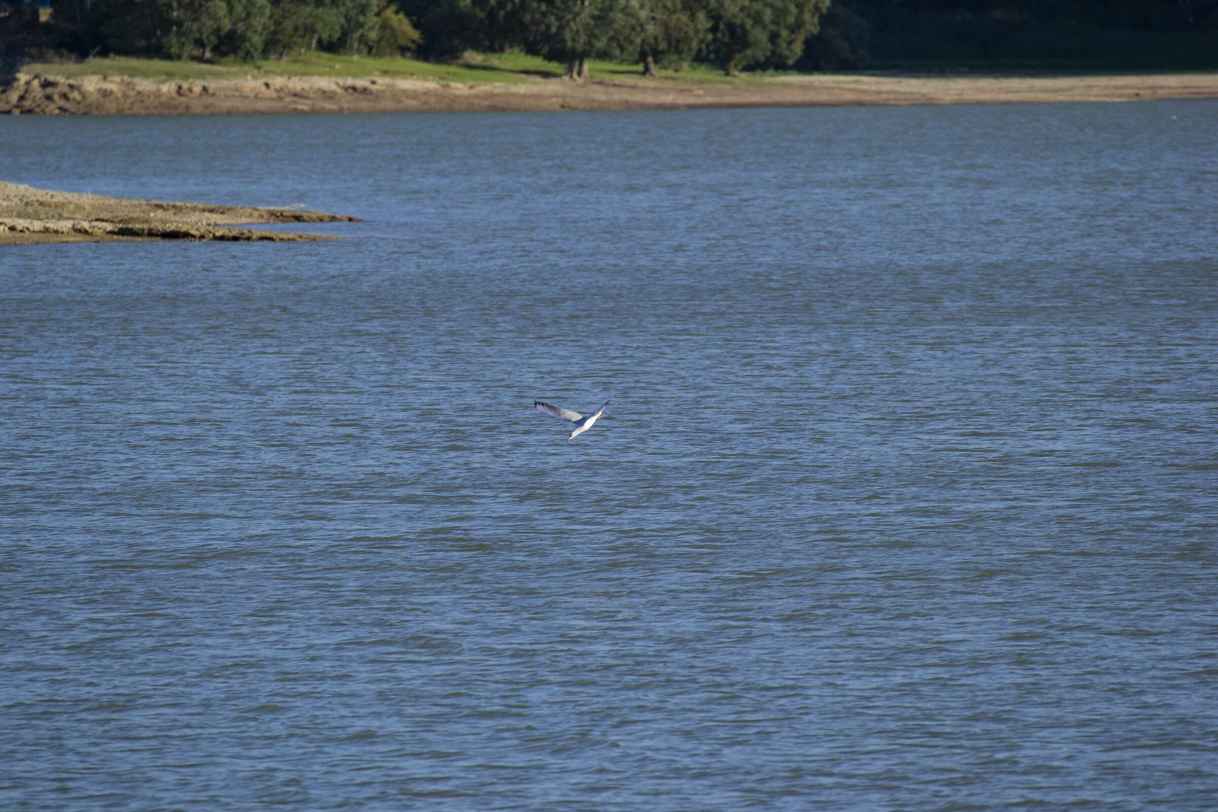 Della serie "presi al volo"
