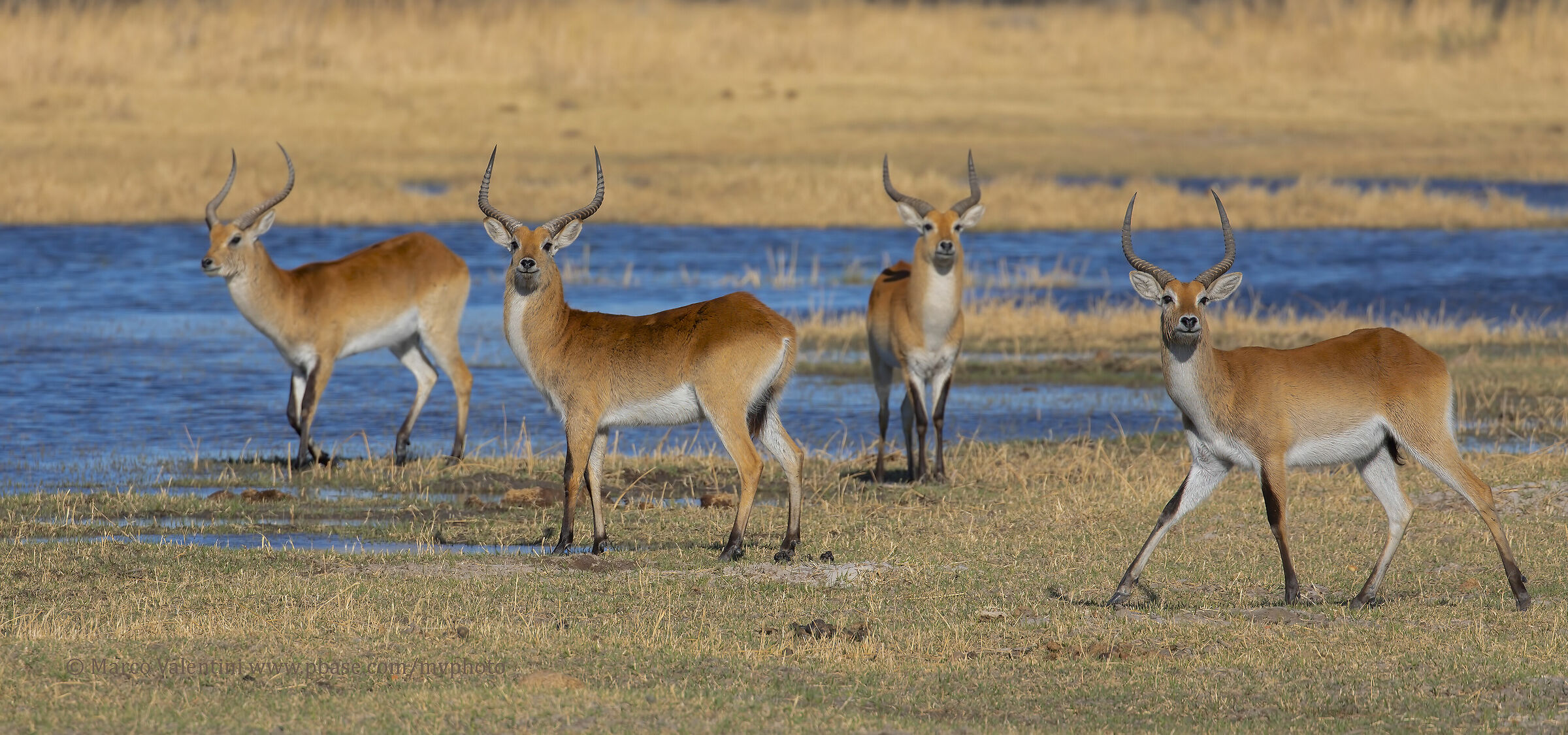 Red lechwe, North