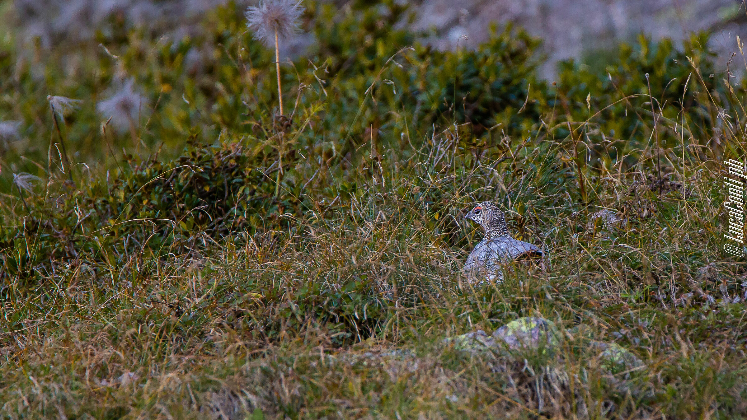 Pernice Bianca (Valsassina)