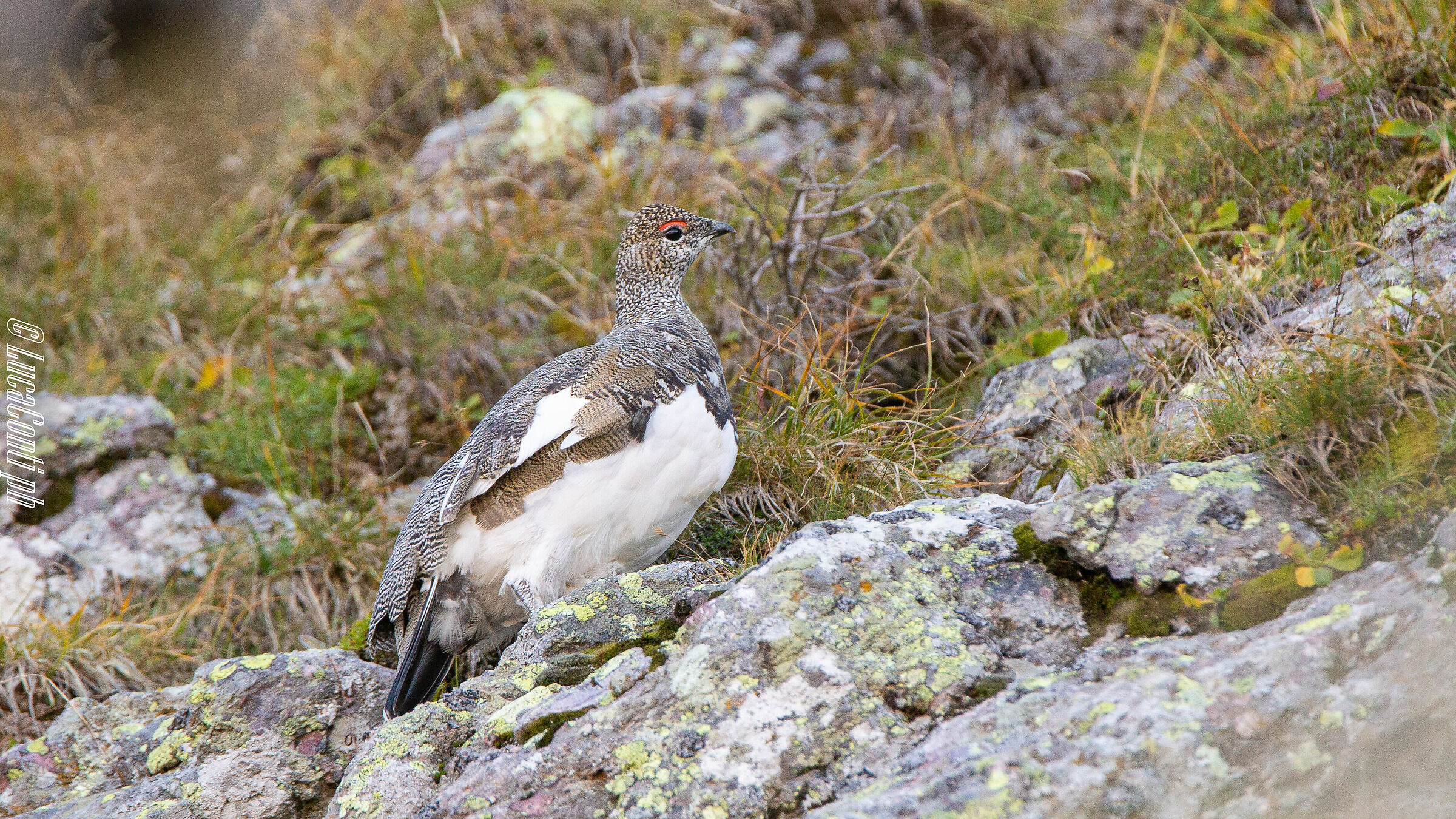 Pernice Bianca (Valsassina)