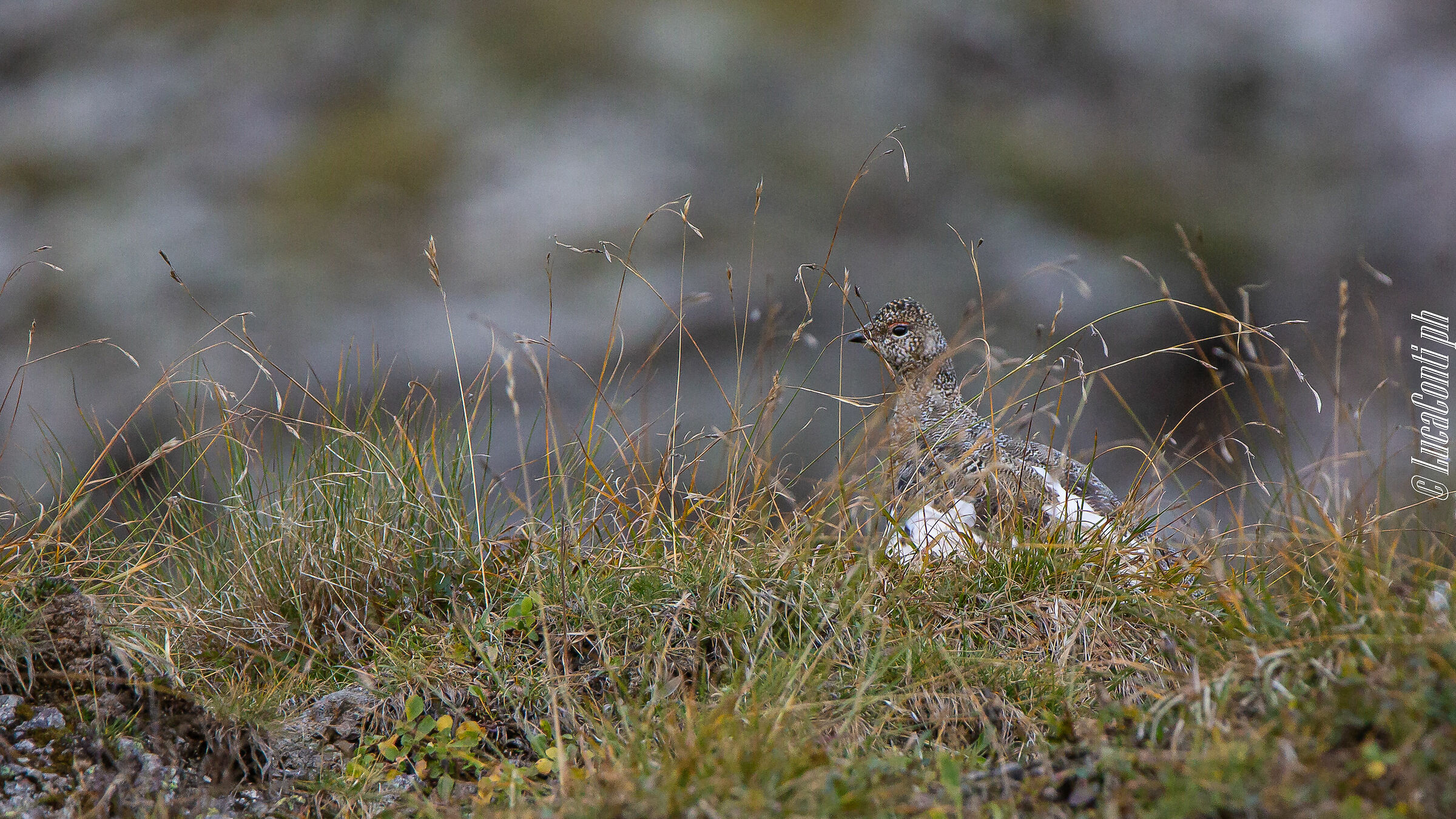Pernice Bianca (Valsassina)