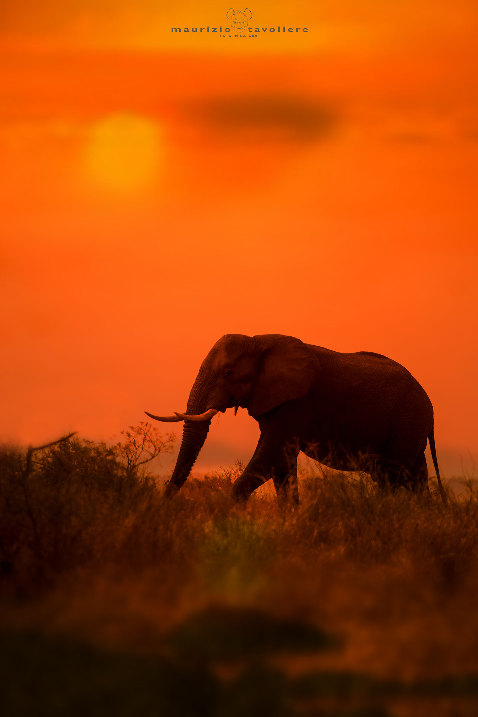 Sunset Elephant ..