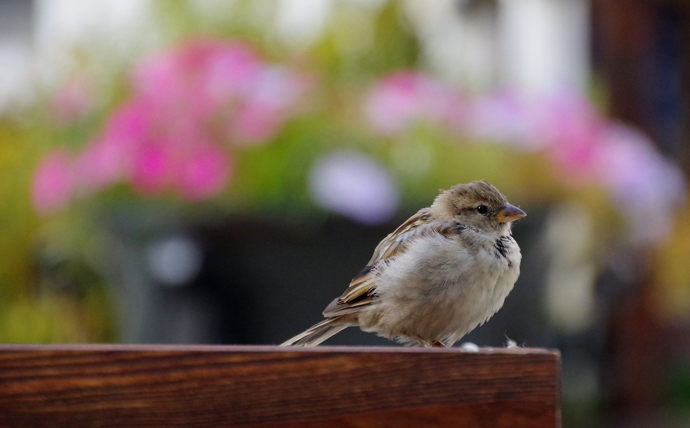 Sparrow