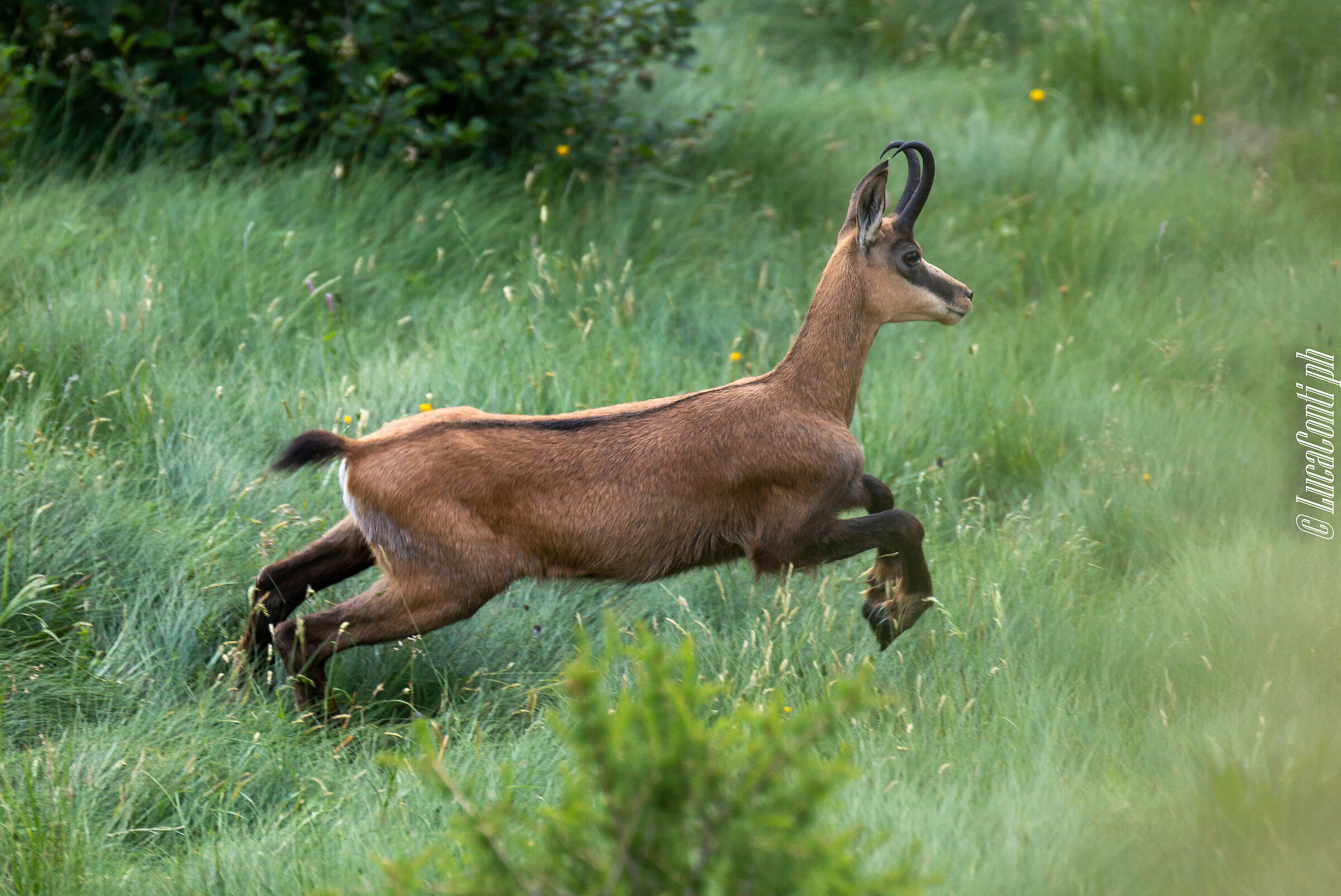 Alpine suede (Rupicapra Rupicapra)