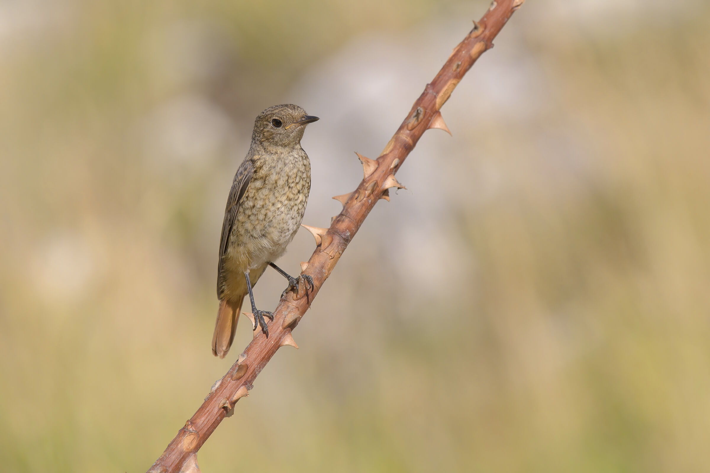 Codirosso (Phoenicurus phoenicurus)
