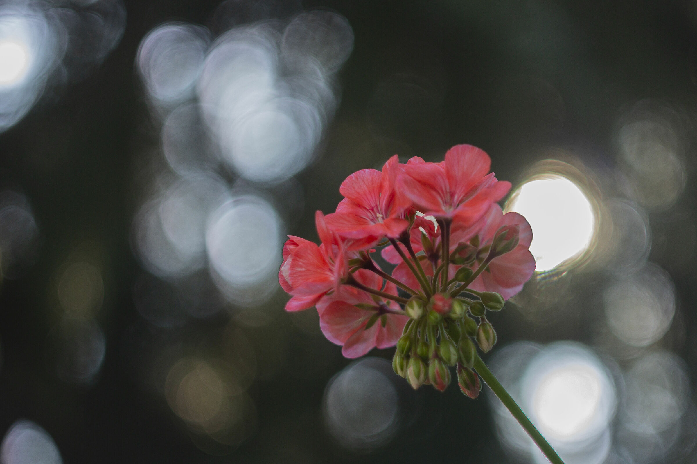 semplice geranio rosso