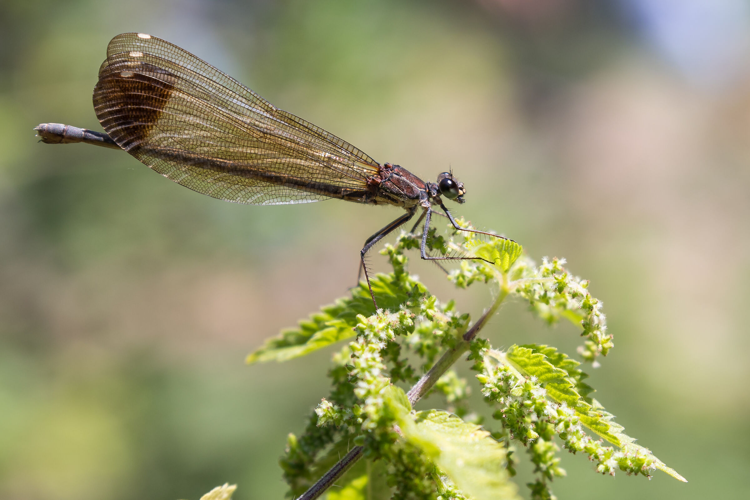Libellula