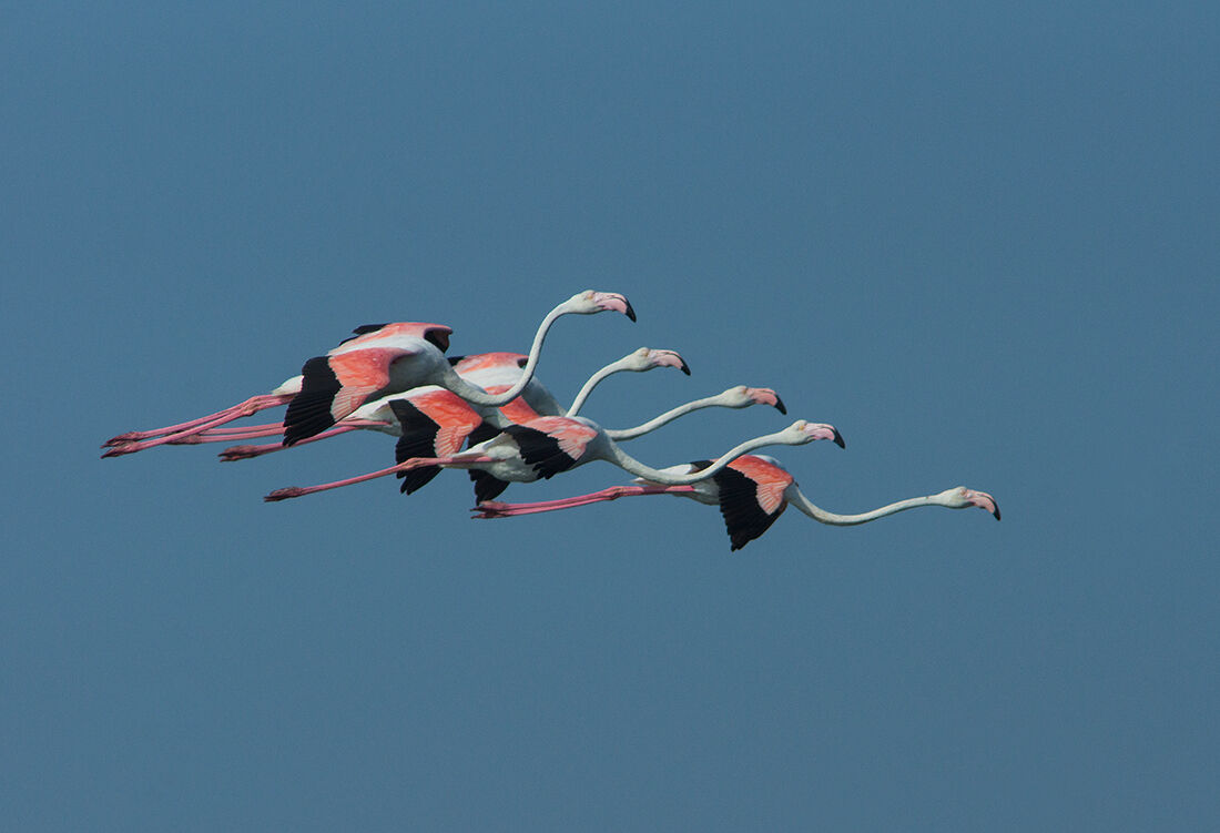 allungo il collo e vinco