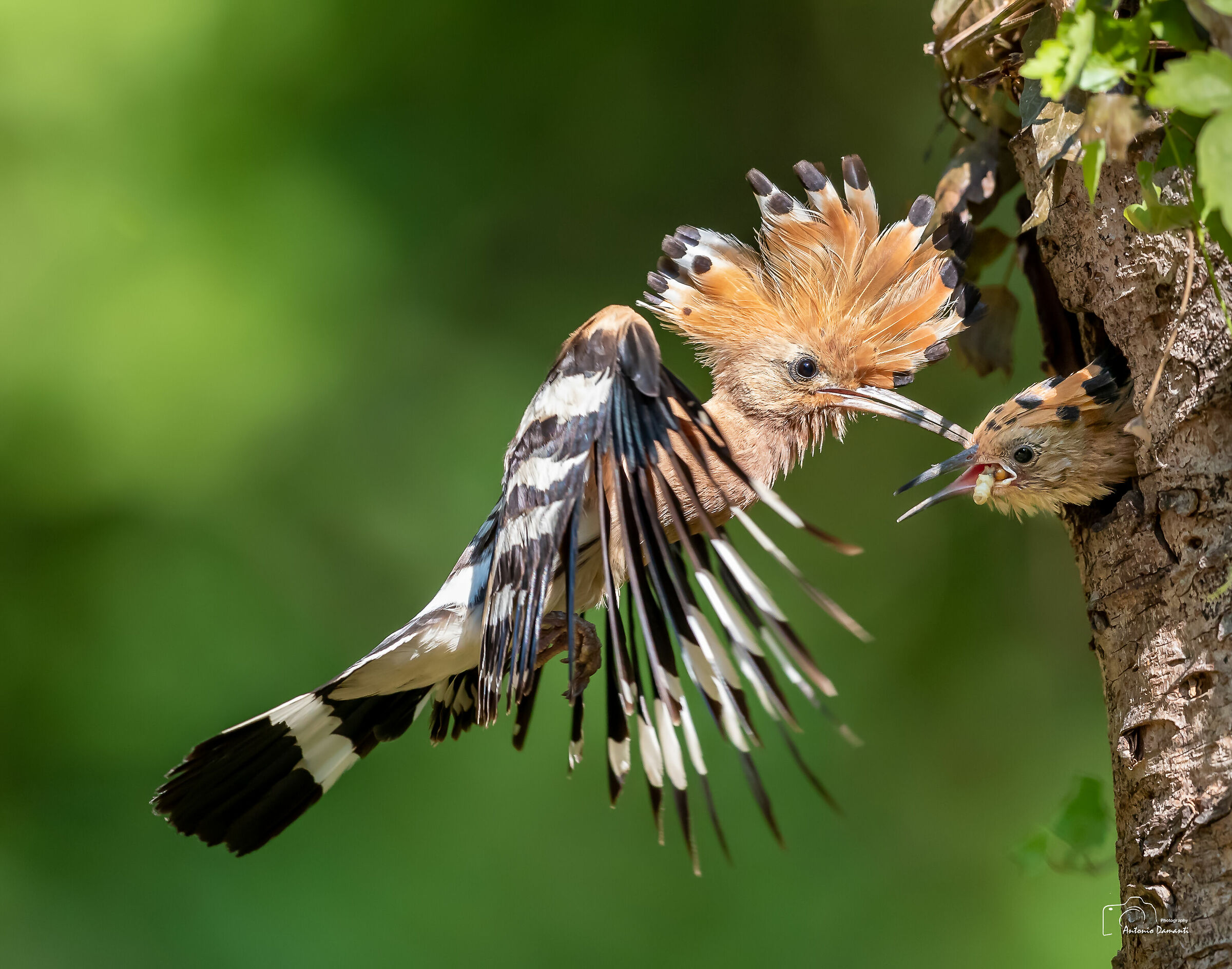 Still a upupa (male) - Friuli