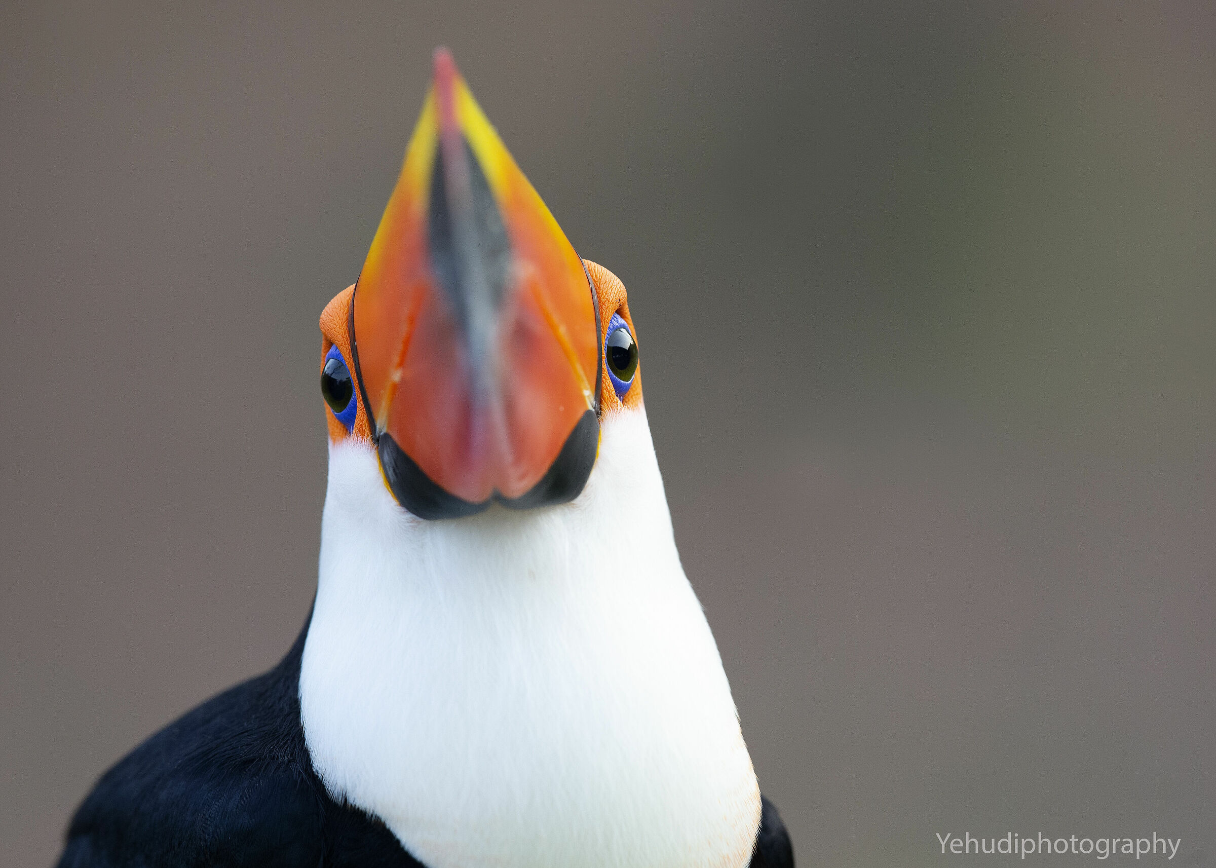 Toco Toucan