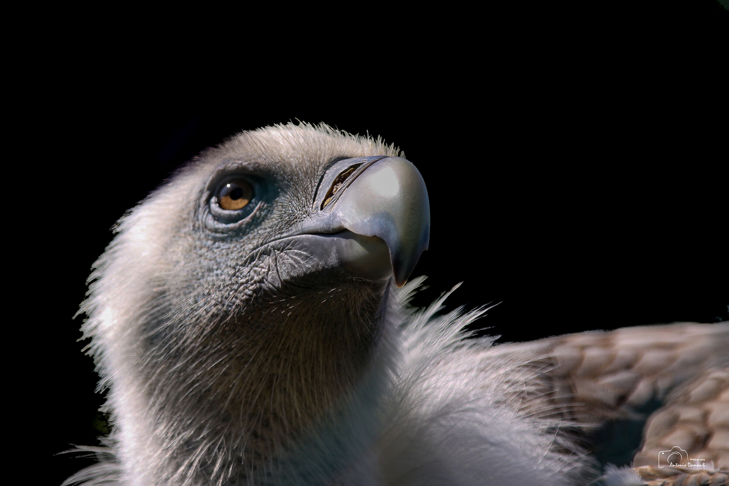 Griffin