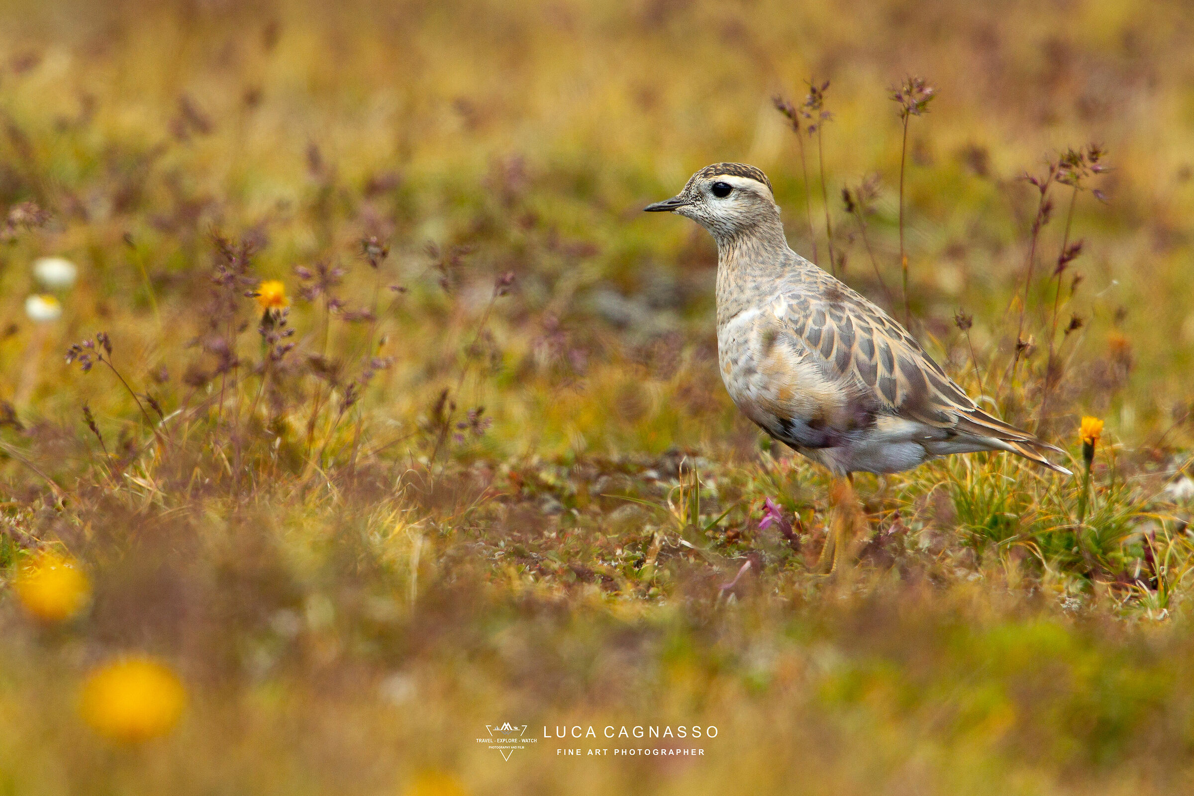 Meeting with Piviere Tortolino