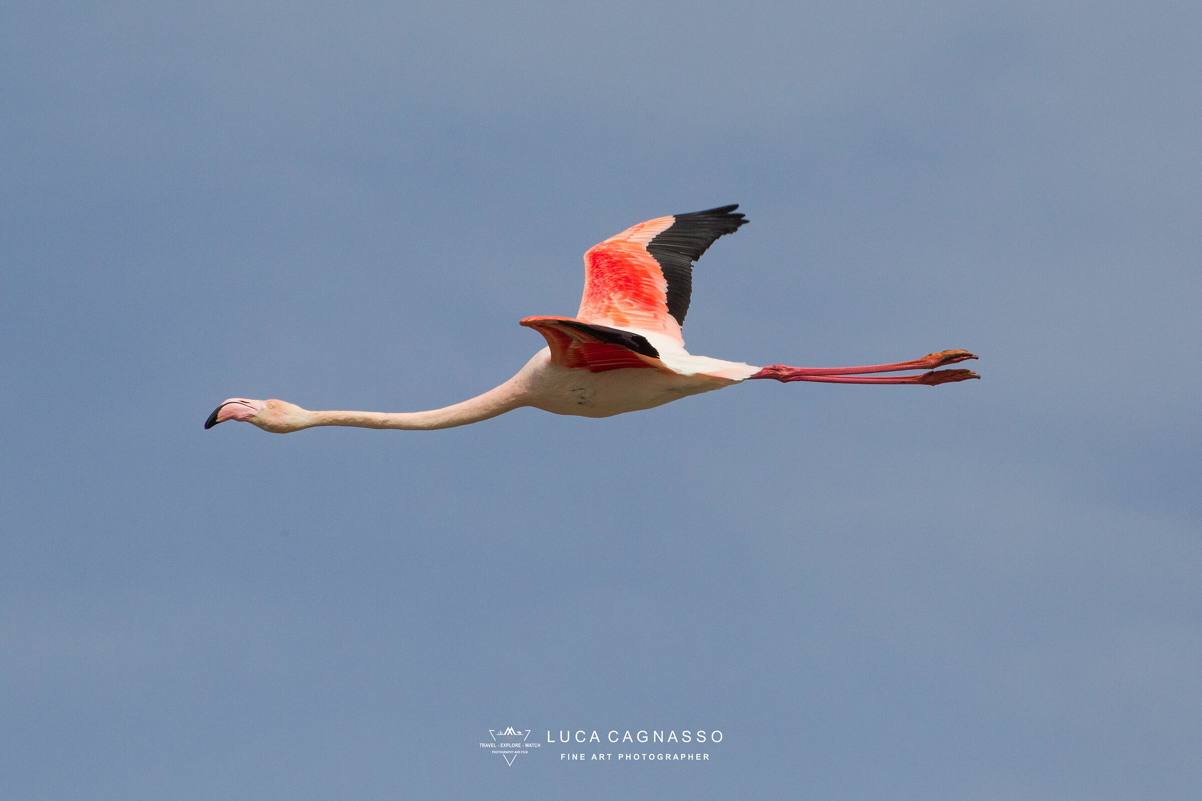 Flamingo in flight