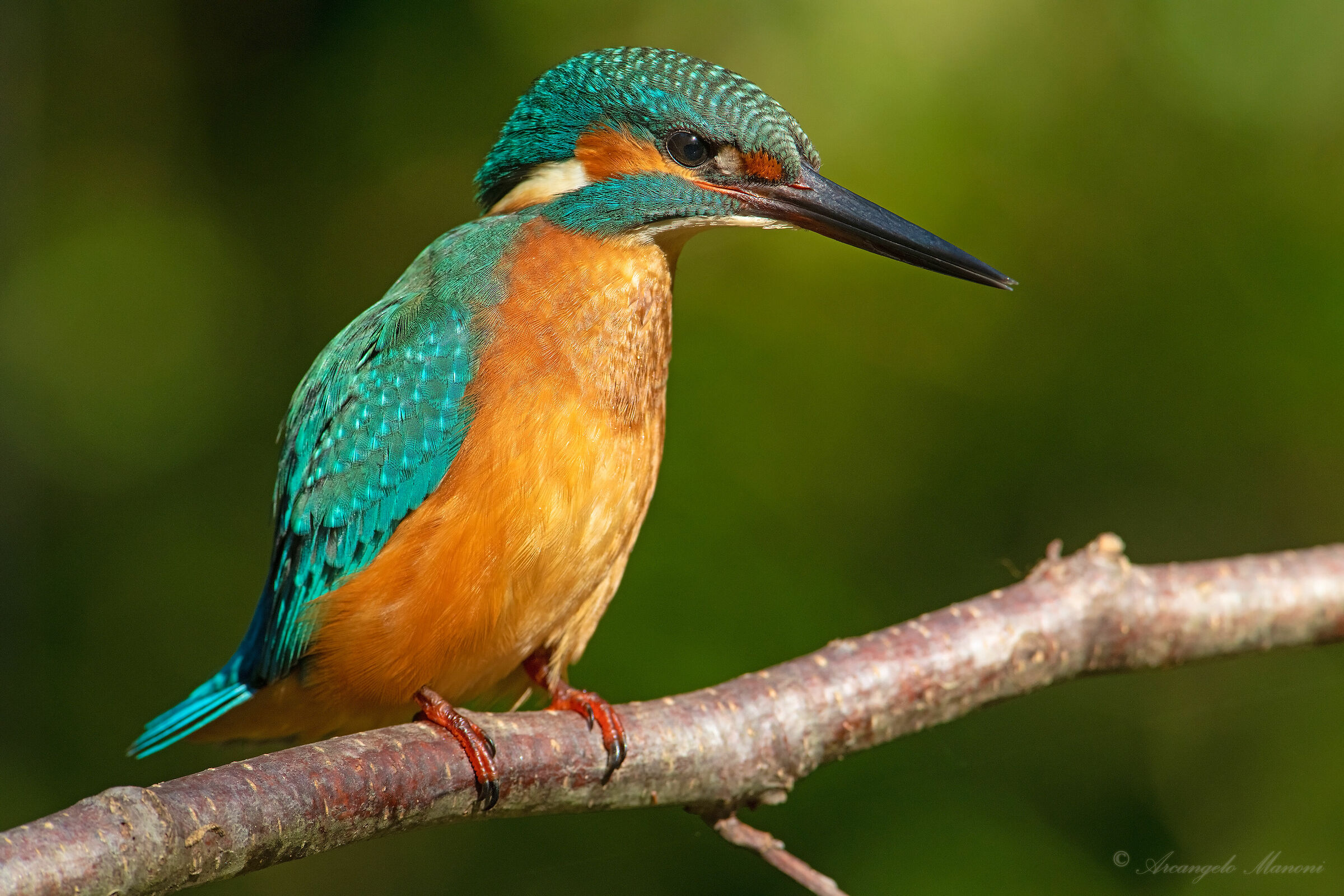 The Careful Observer