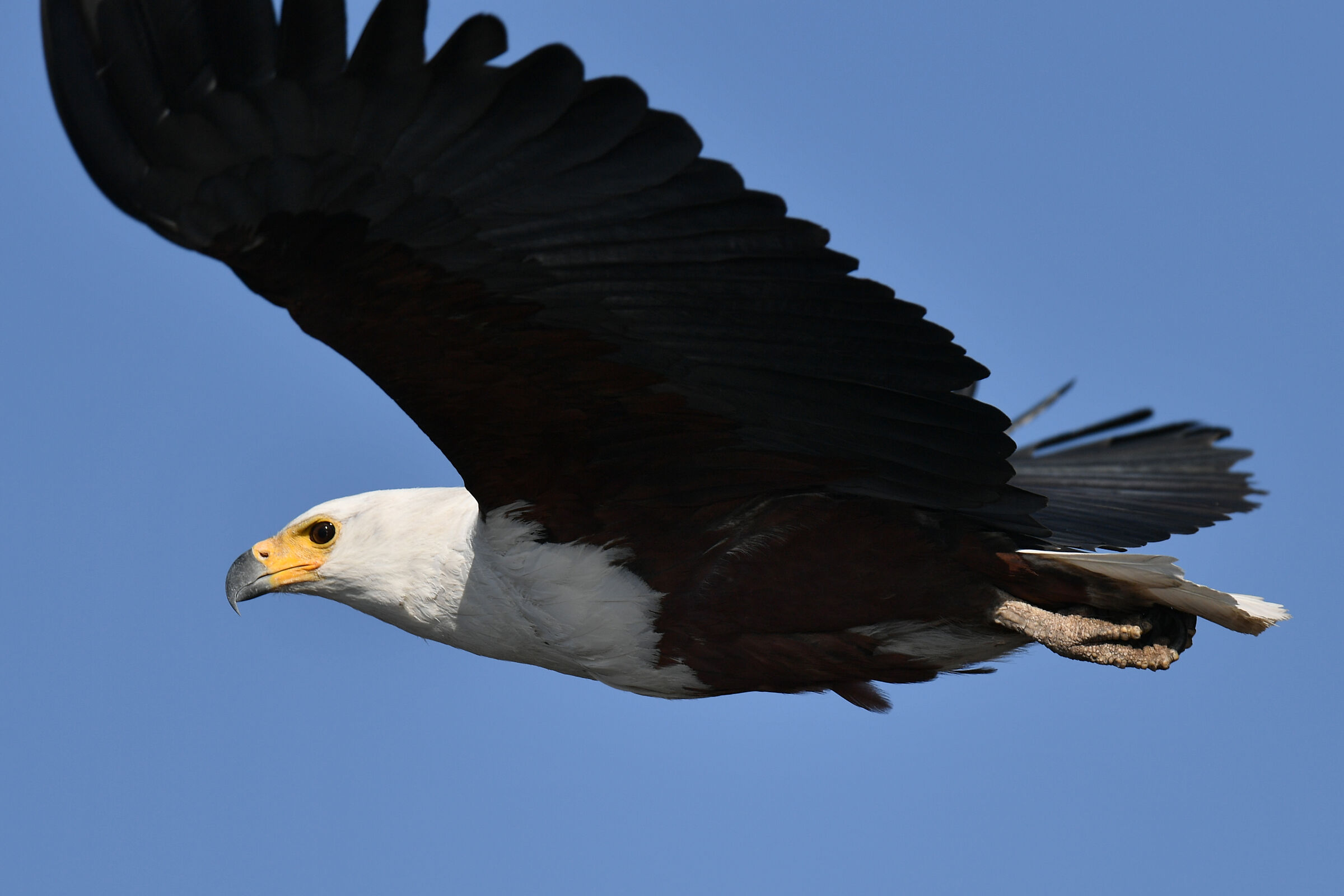 African Fish Eagle (Halieetus vocifer) in flight