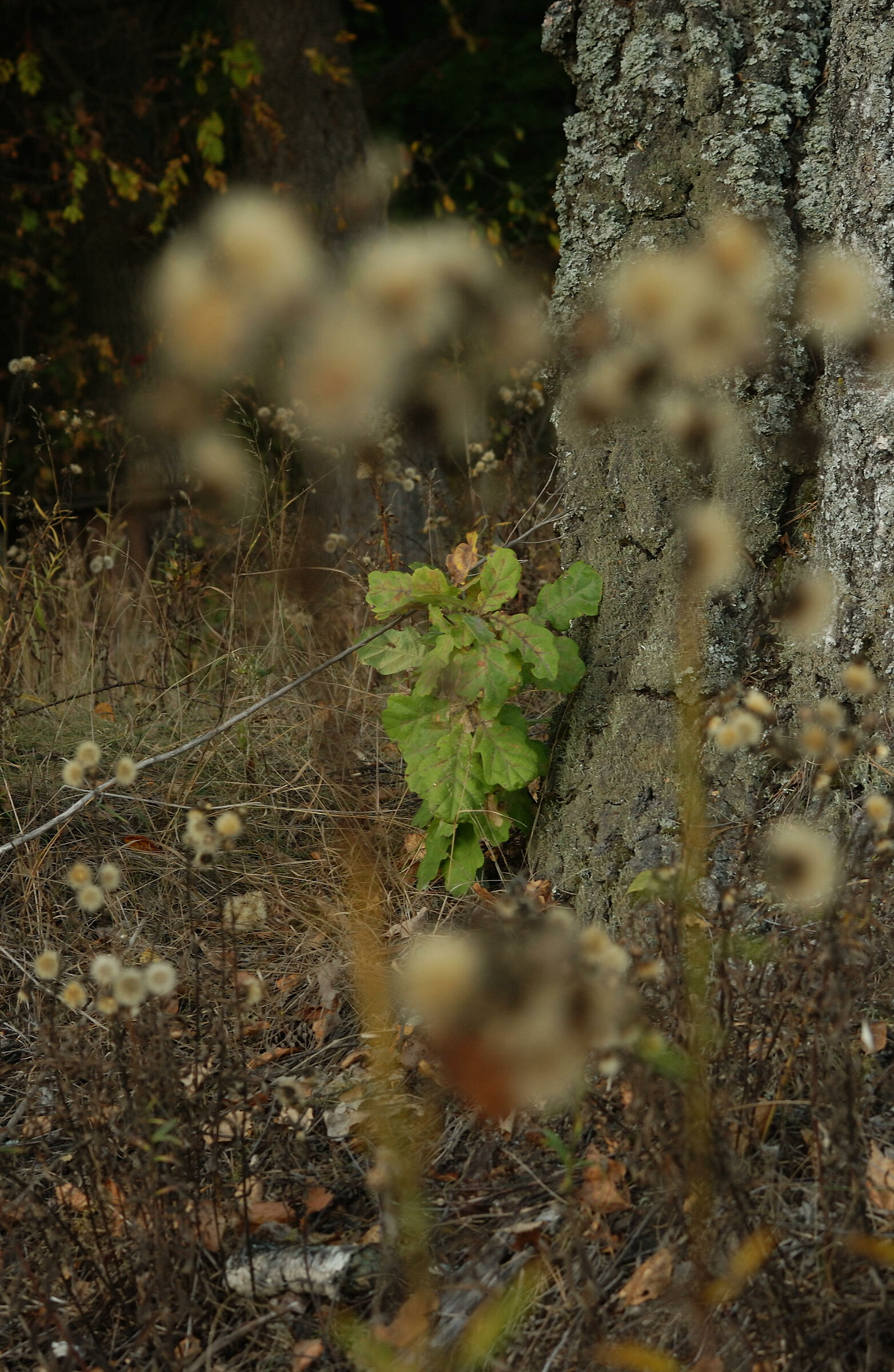 Old birch and a little oak