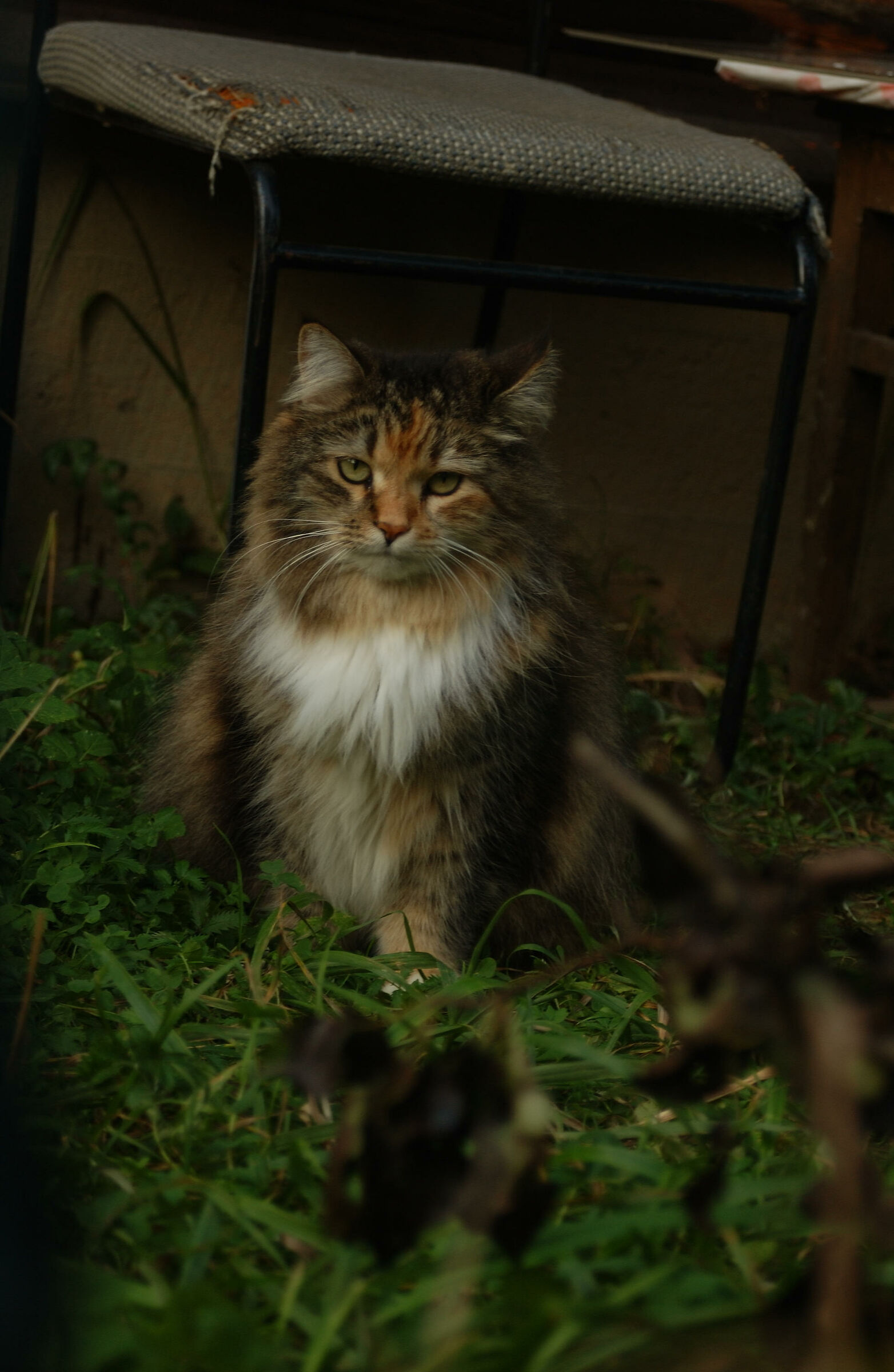 Cat and a bad chair (aka 'Firecat')