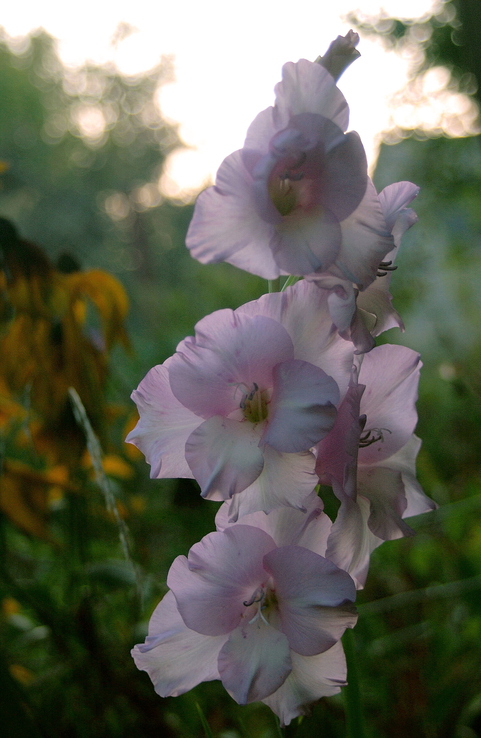 Fantasma del giardino (viola)