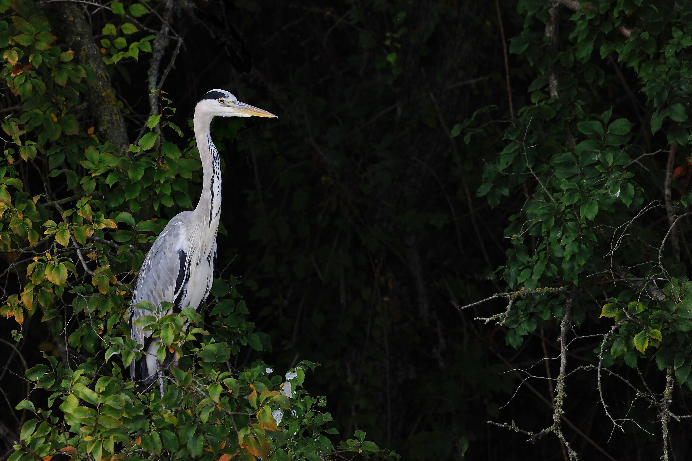 Ash heron