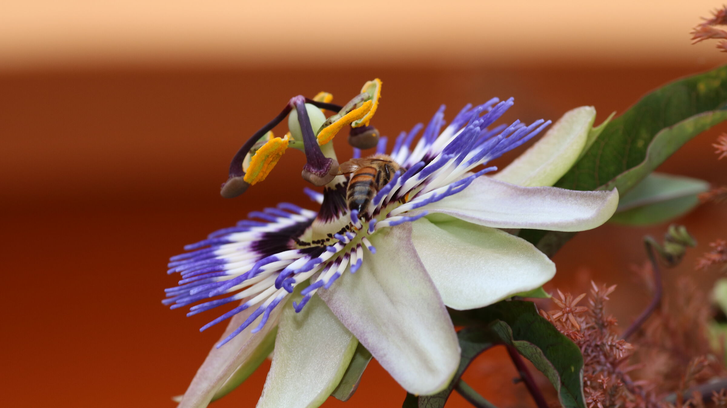 passiflora with wasp