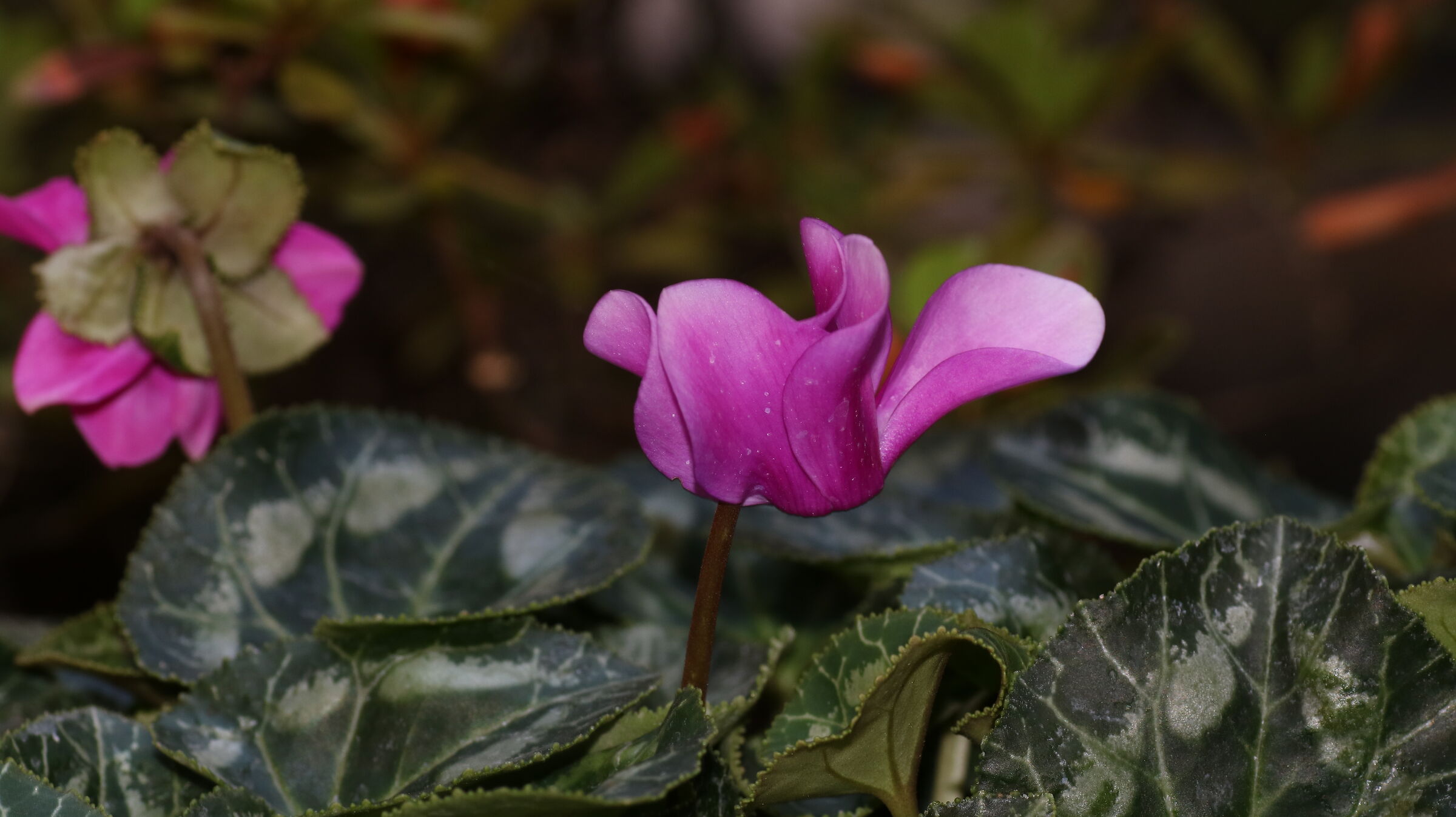 Cyclamen