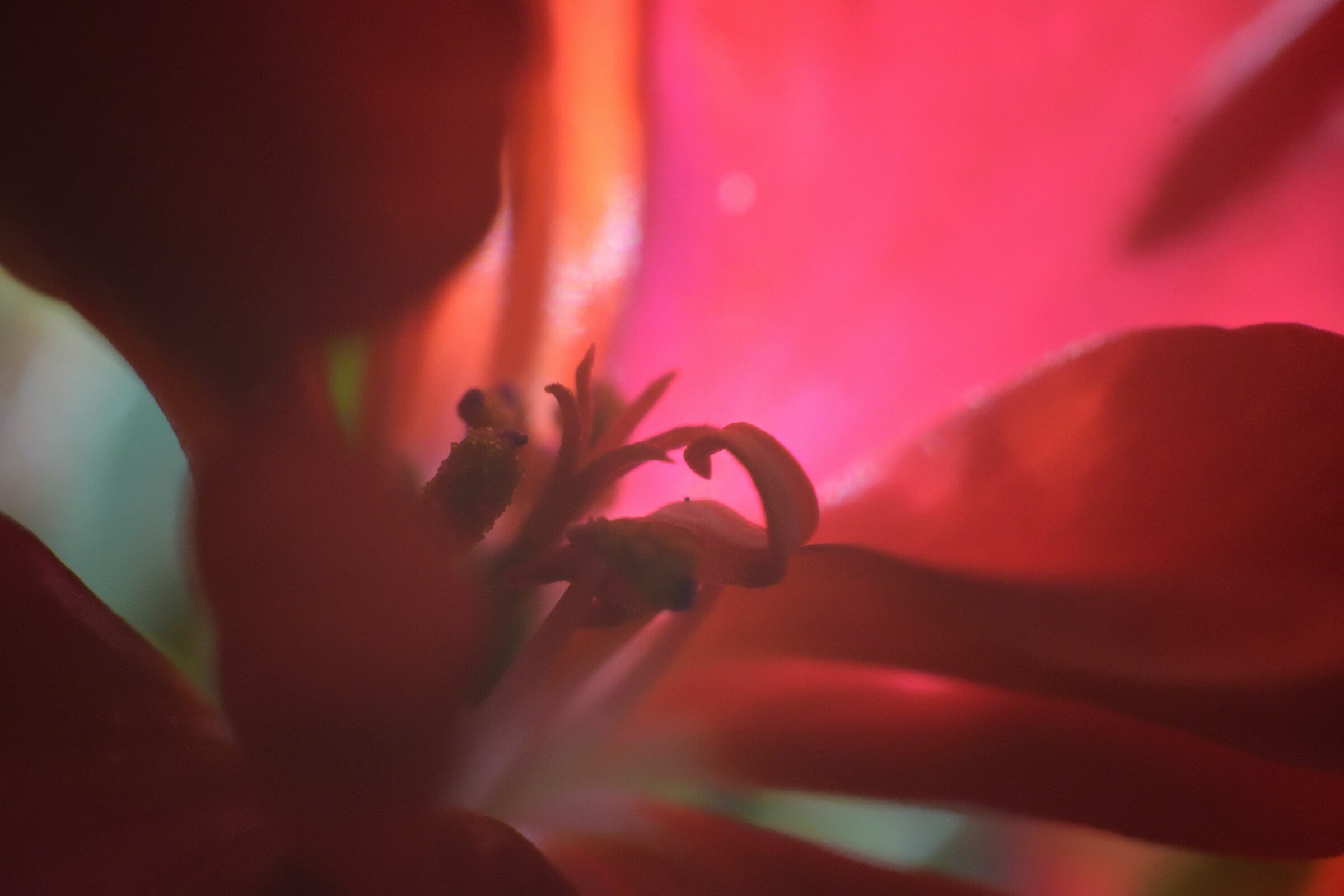 Geranium