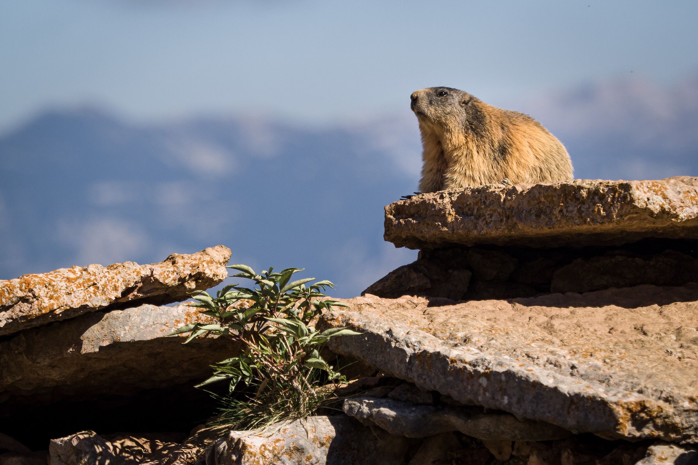 Marmotta - M.Altissimo