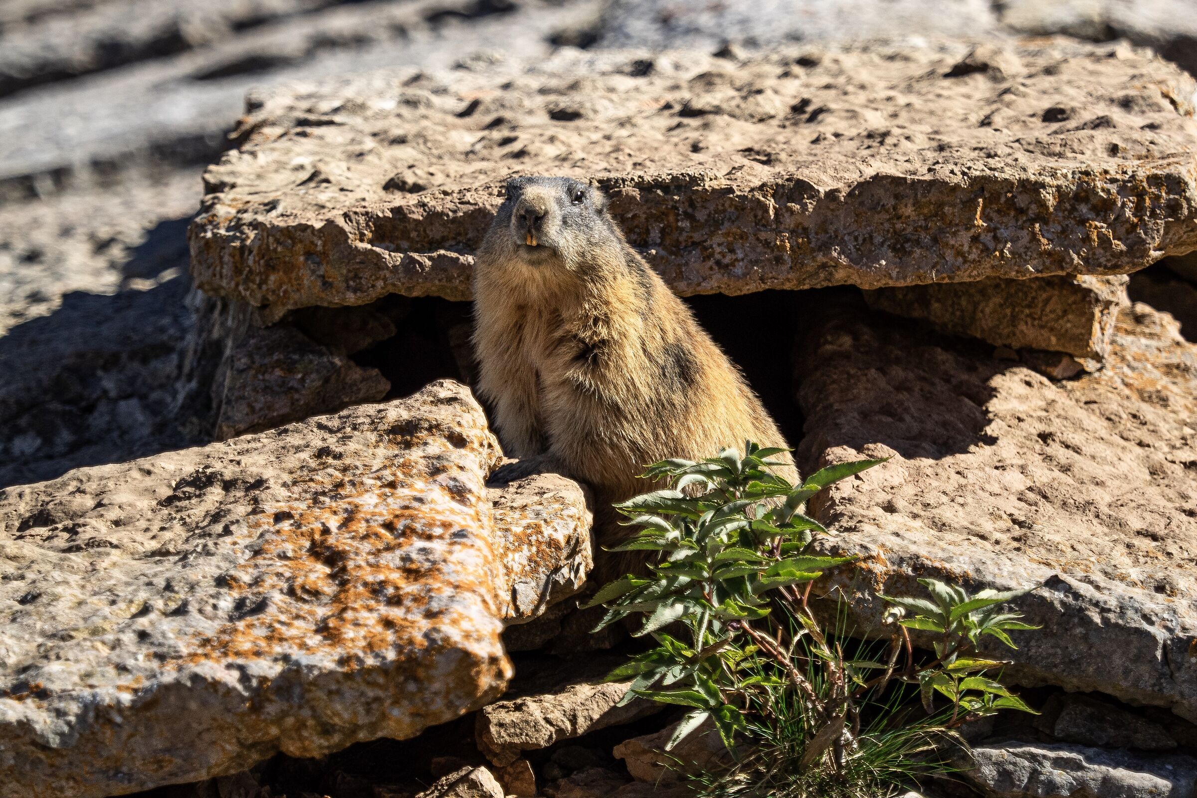 Marmotta - M.Altissimo