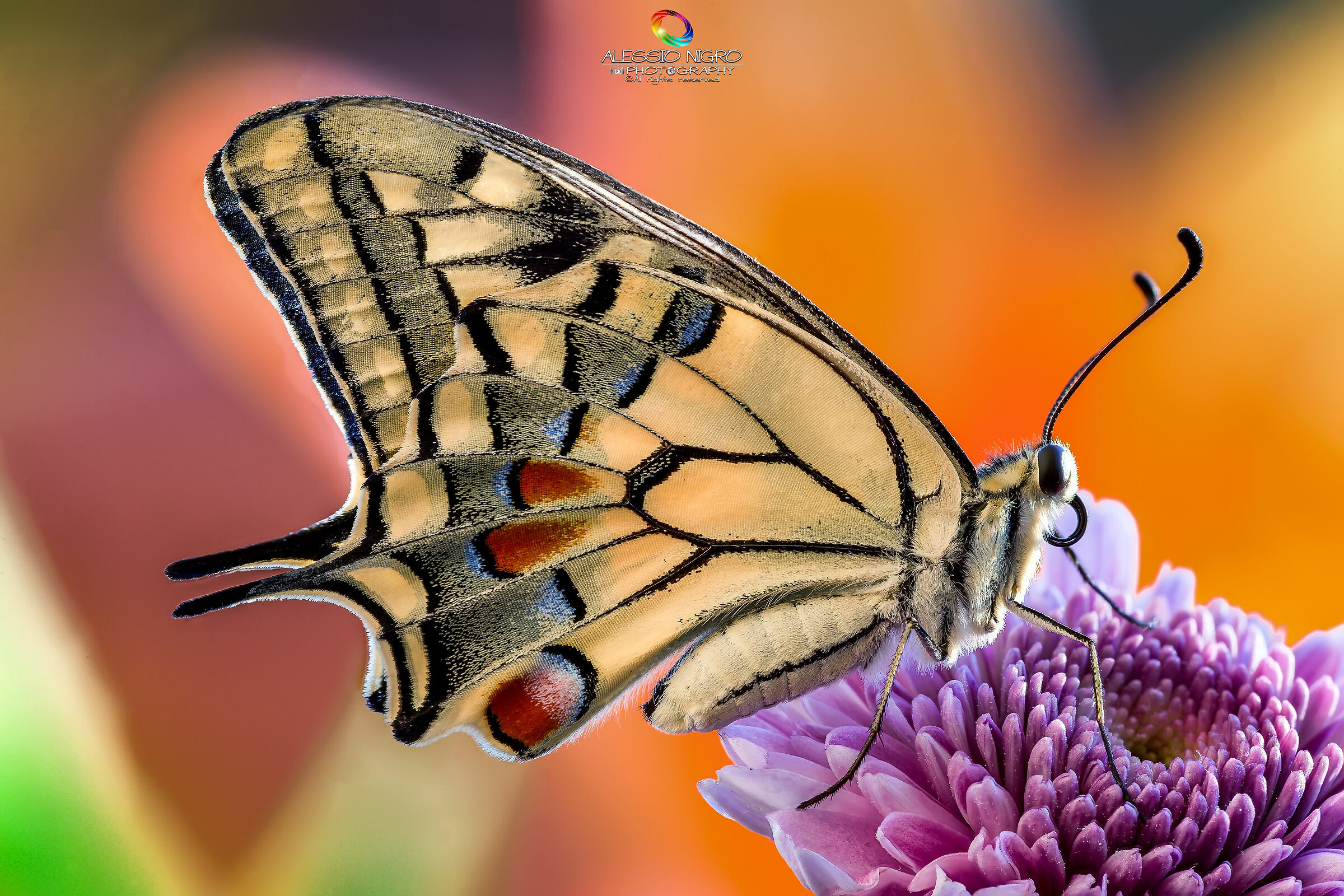 The Machaon and his Flower