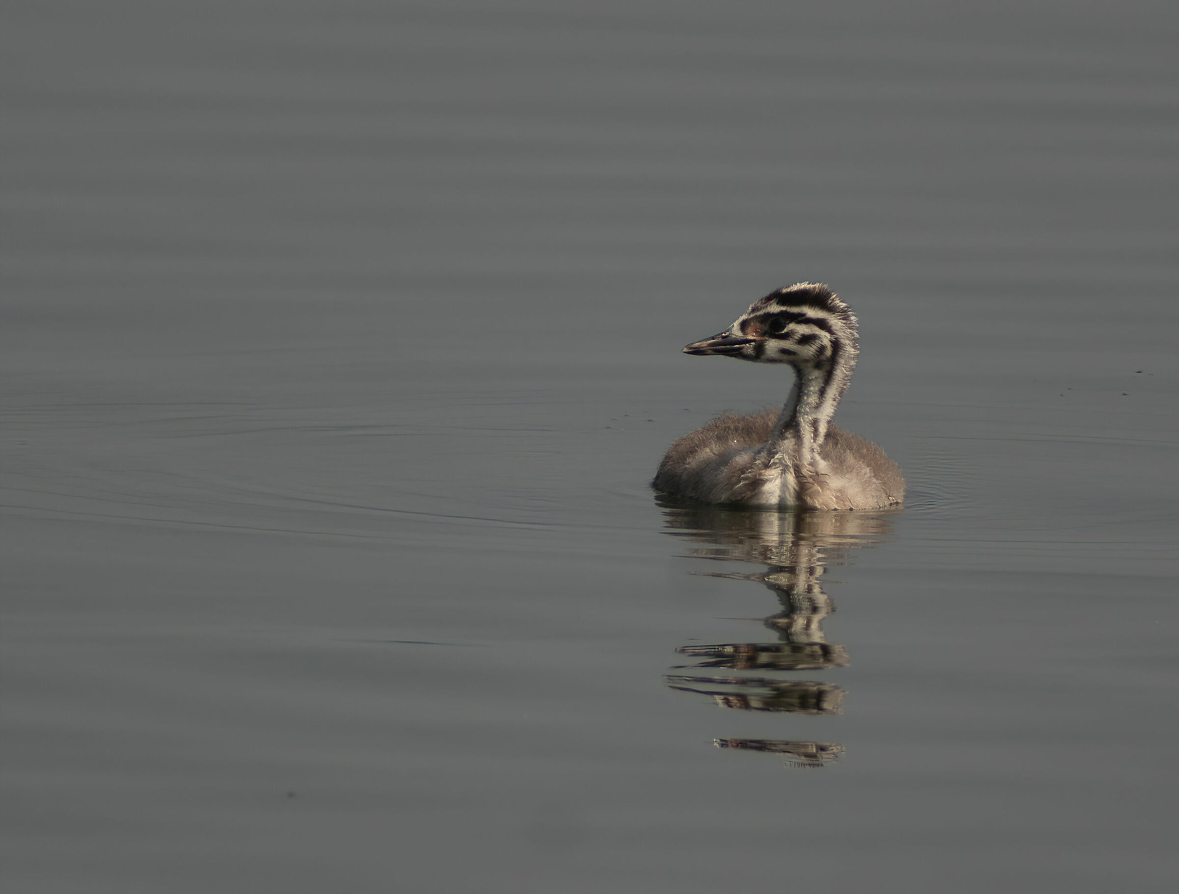 Podiceps cristatus
